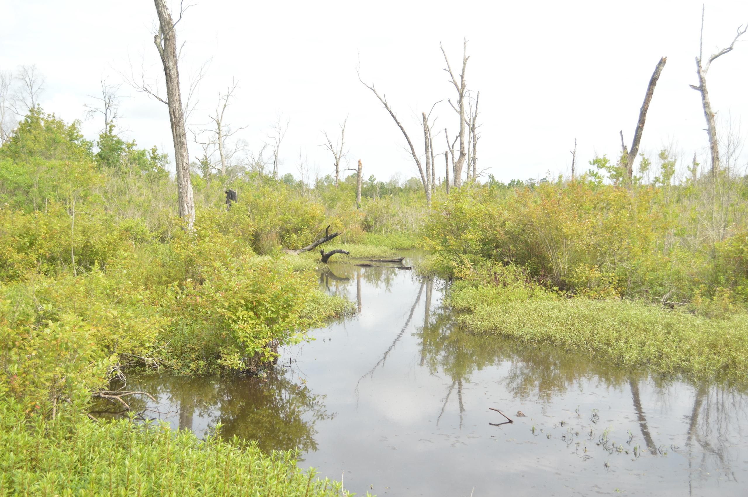 Starks, Calcasieu Parish, LA Recreational Property, Timberland Property