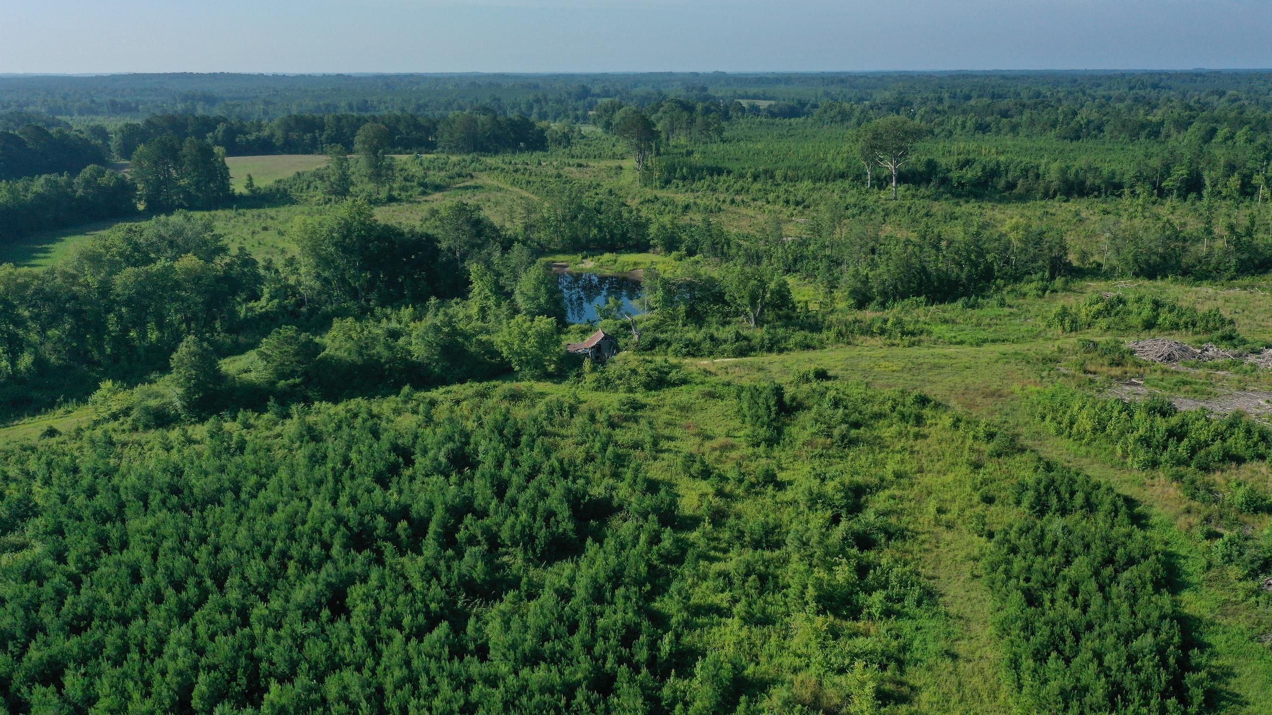 Hollister, Halifax County, NC Recreational Property, Timberland Property, Hunting Property for