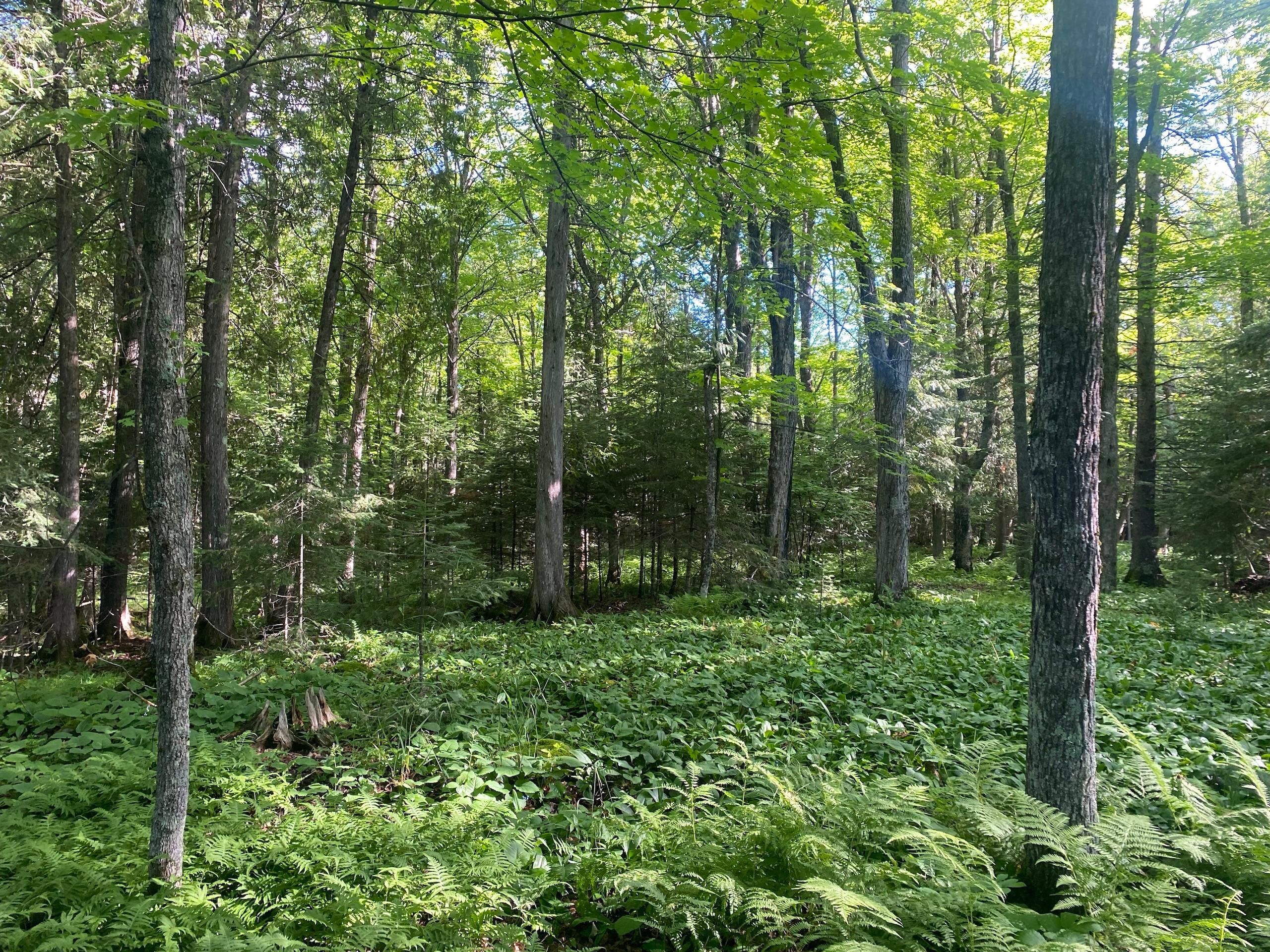 Rose Road, LotWP001, Hermantown, MN 55811 LandWatch