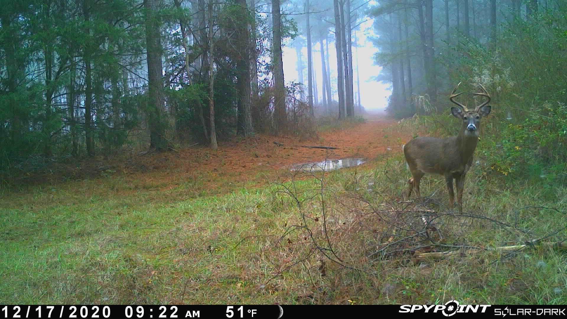 Oglethorpe, Macon County, GA Recreational Property, Timberland Property