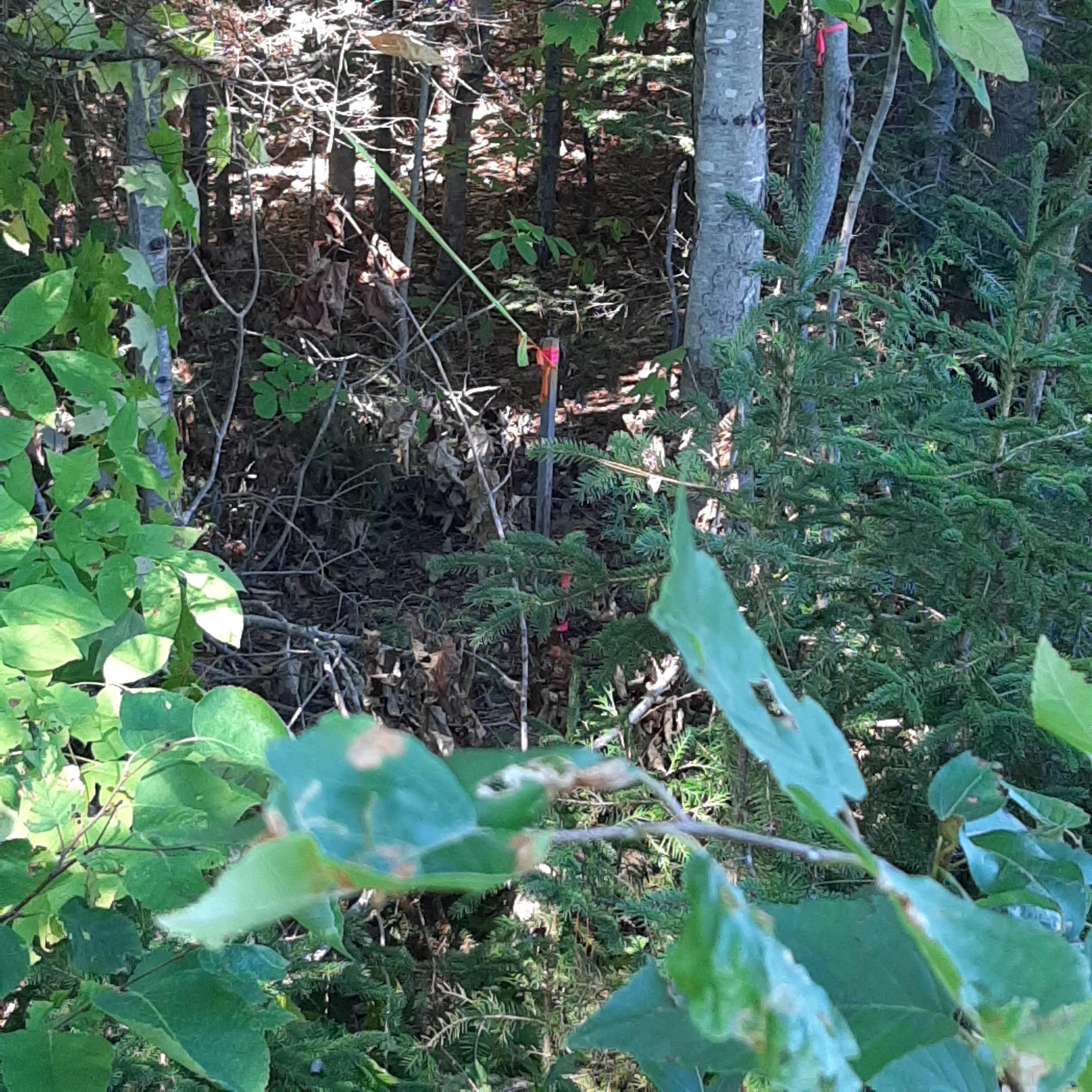 Linneus, Aroostook County, ME Undeveloped Land for sale Property ID