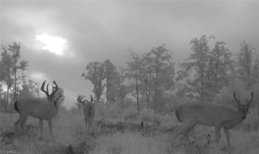 Sandy Ridge, Stokes County, NC Undeveloped Land for sale Property ID