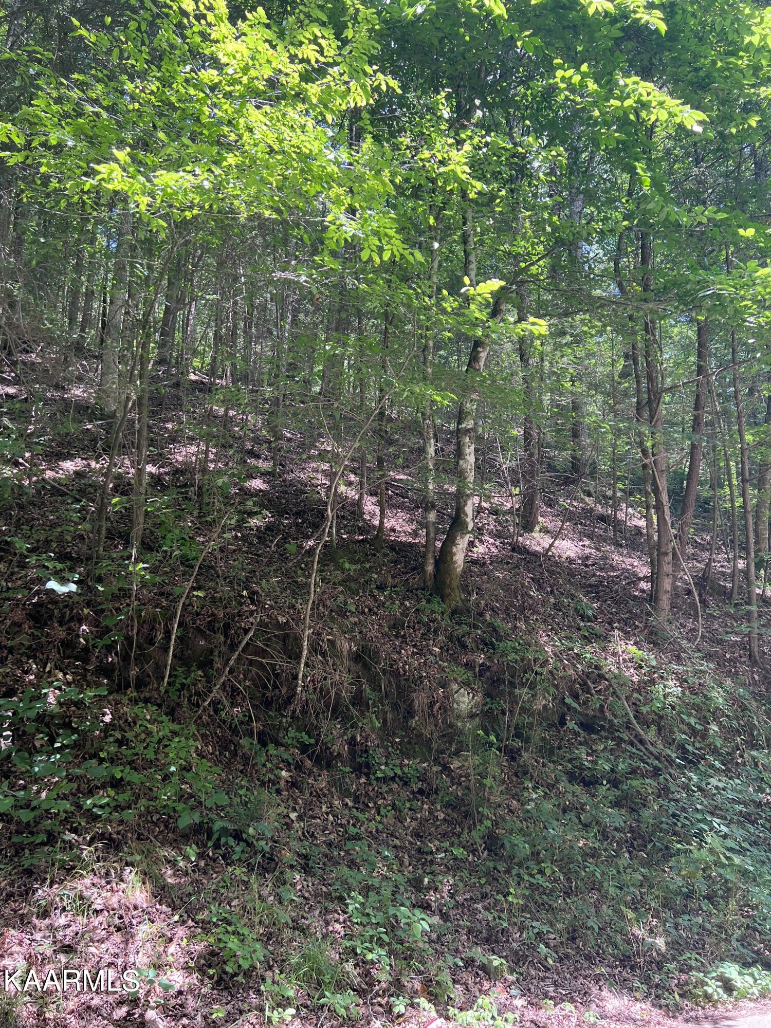Cosby, Sevier County, TN Undeveloped Land, Homesites for sale Property