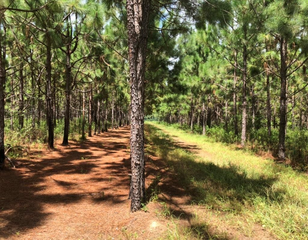 Barney, Brooks County, GA Undeveloped Land for sale Property ID