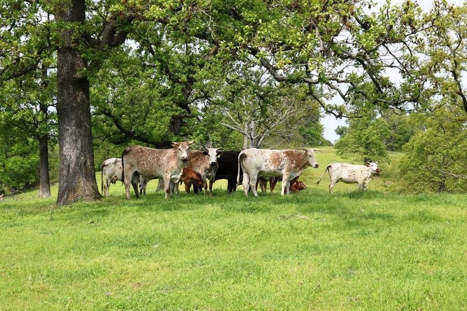 Pineville, McDonald County, MO Farms and Ranches, Hunting Property for