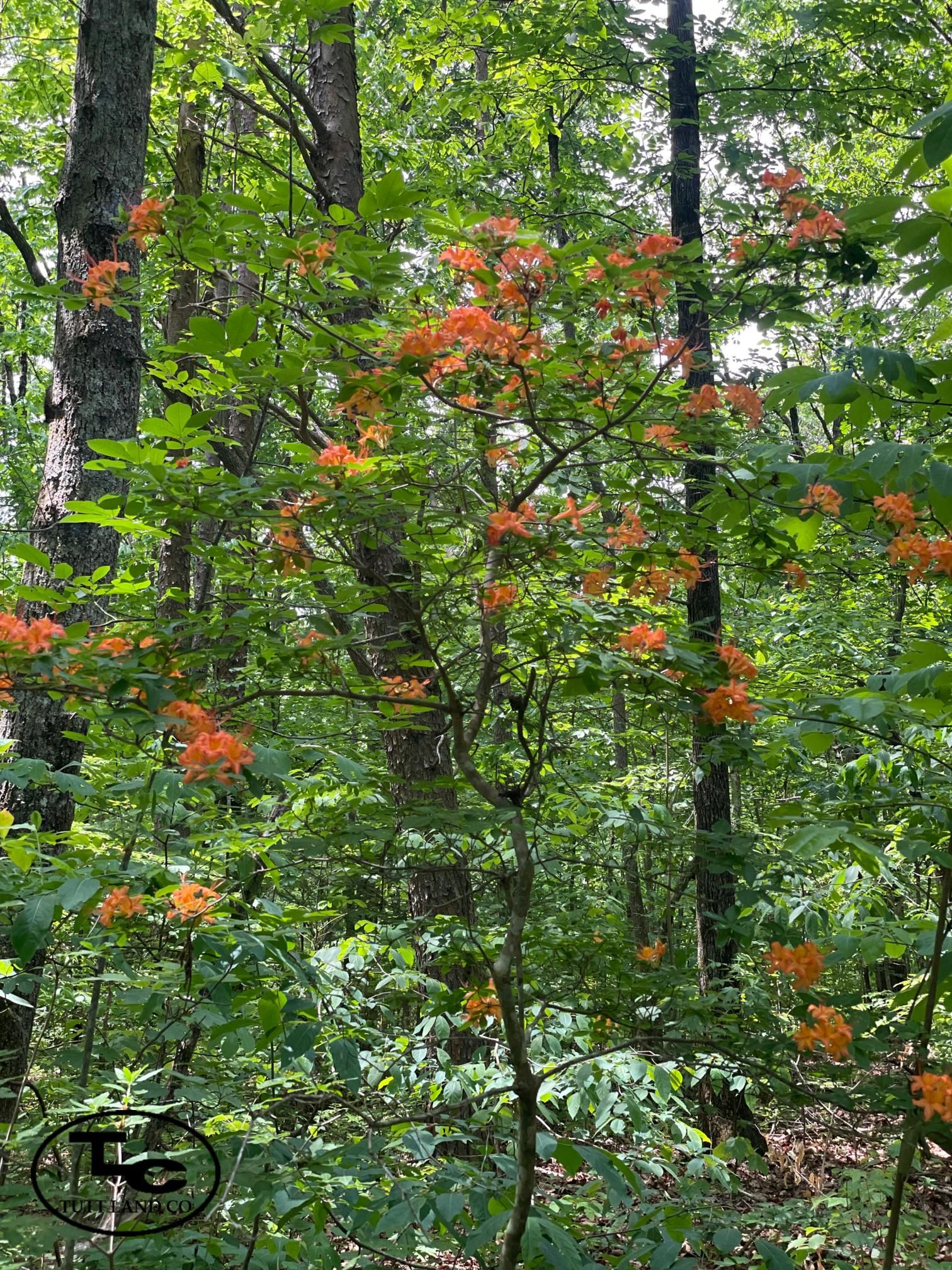 Fackler, Jackson County, AL Recreational Property, Timberland Property, Hunting Property for