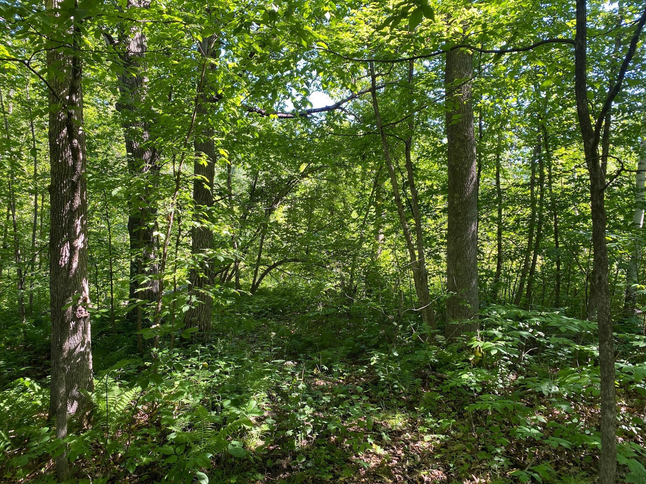 Onamia, Mille Lacs County, MN Recreational Property, Timberland
