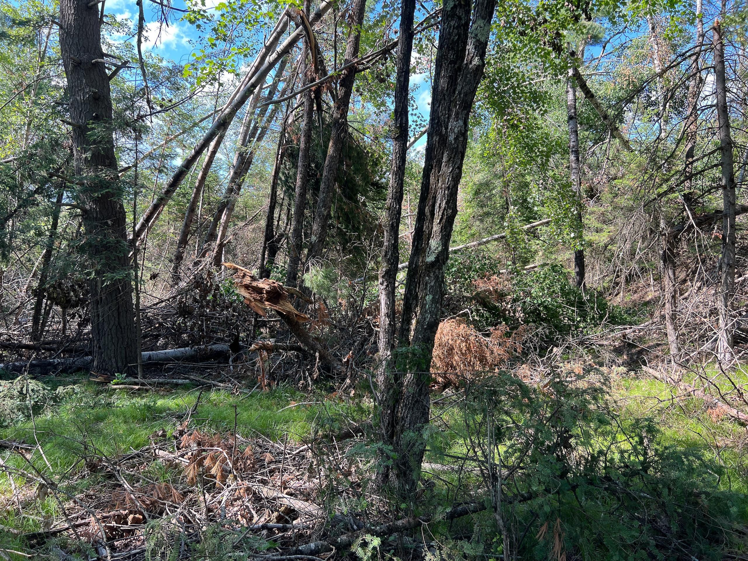 Vulcan, Menominee County, MI Recreational Property, Timberland Property