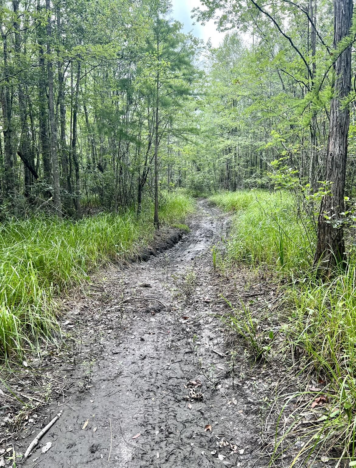 Bonifay, Holmes County, FL Undeveloped Land for sale Property ID