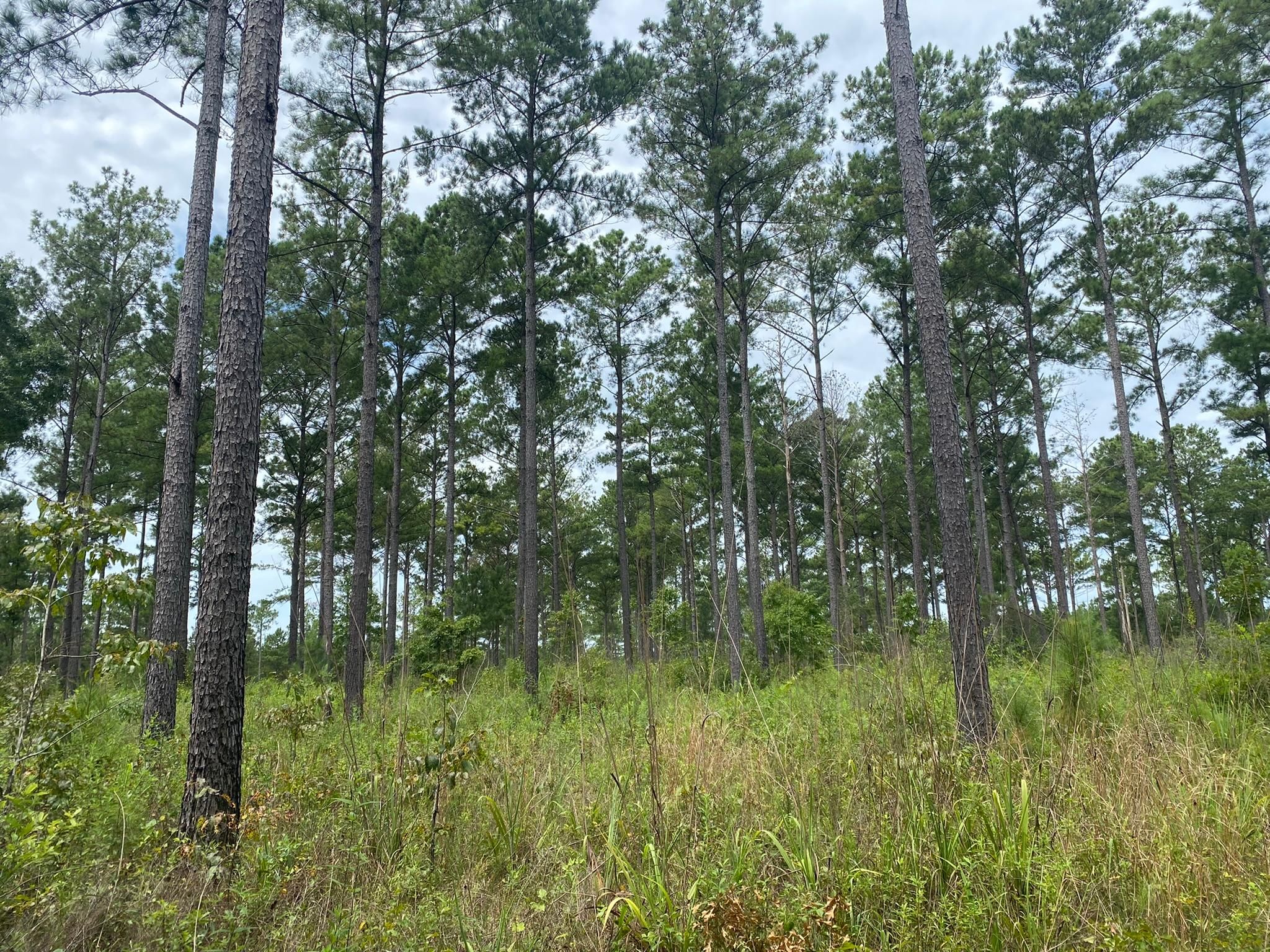 Edison, Calhoun County, GA Recreational Property, Undeveloped Land