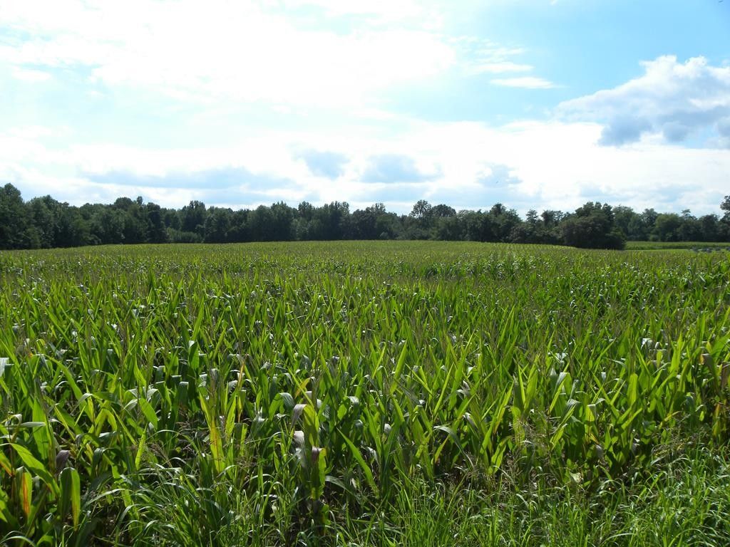 Puryear, Henry County, TN Farms and Ranches for sale Property ID