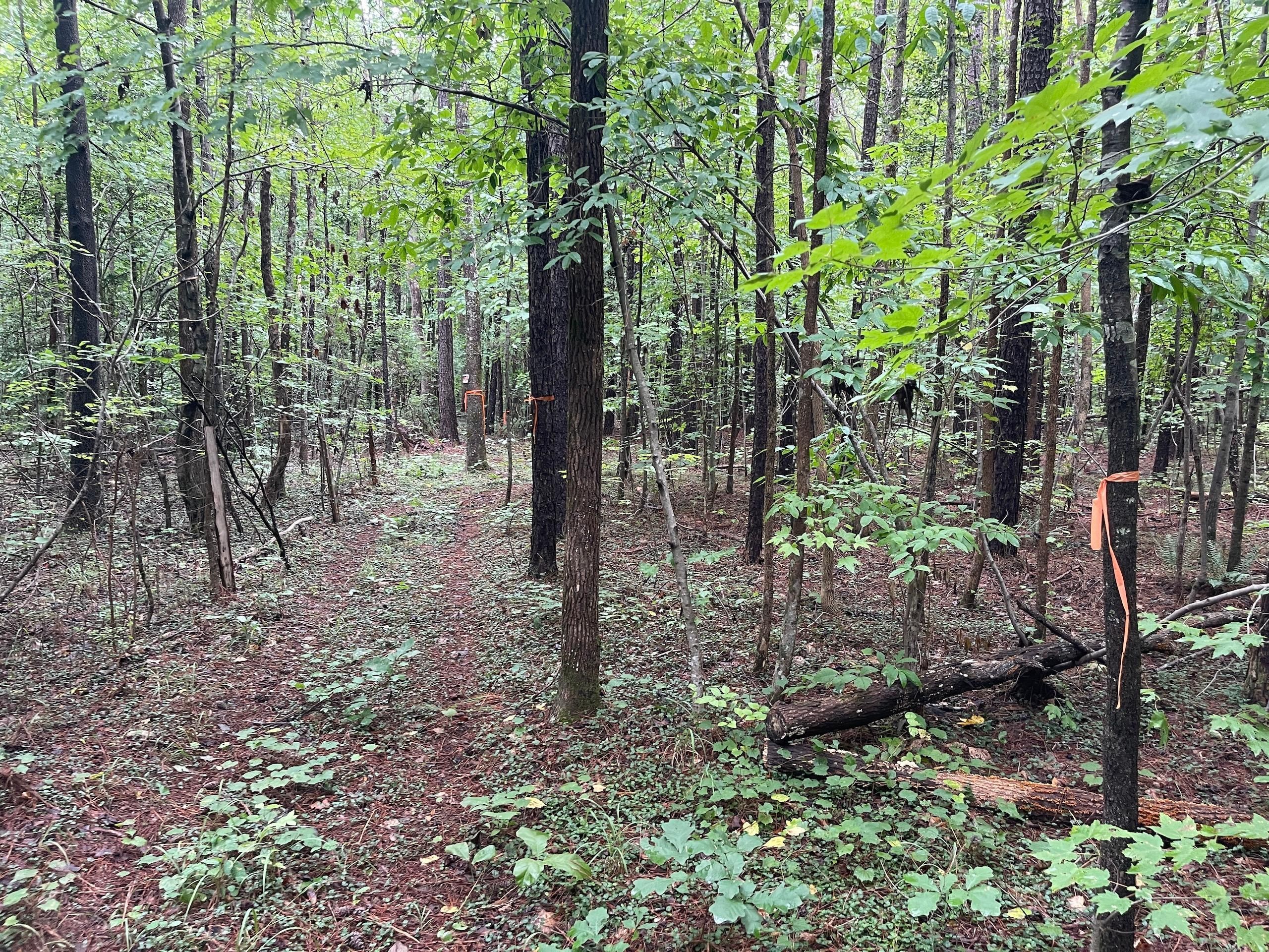 Castalia, Nash County, NC Recreational Property, Timberland Property