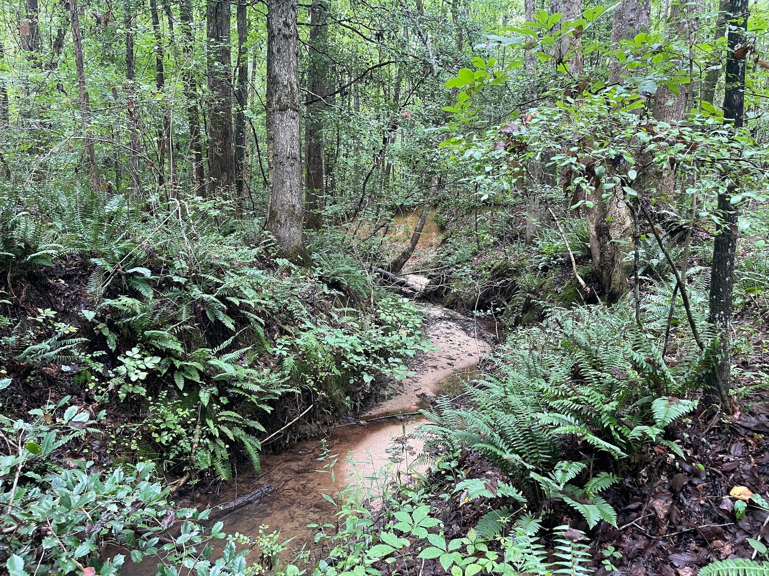 Castalia, Nash County, NC Recreational Property, Timberland Property