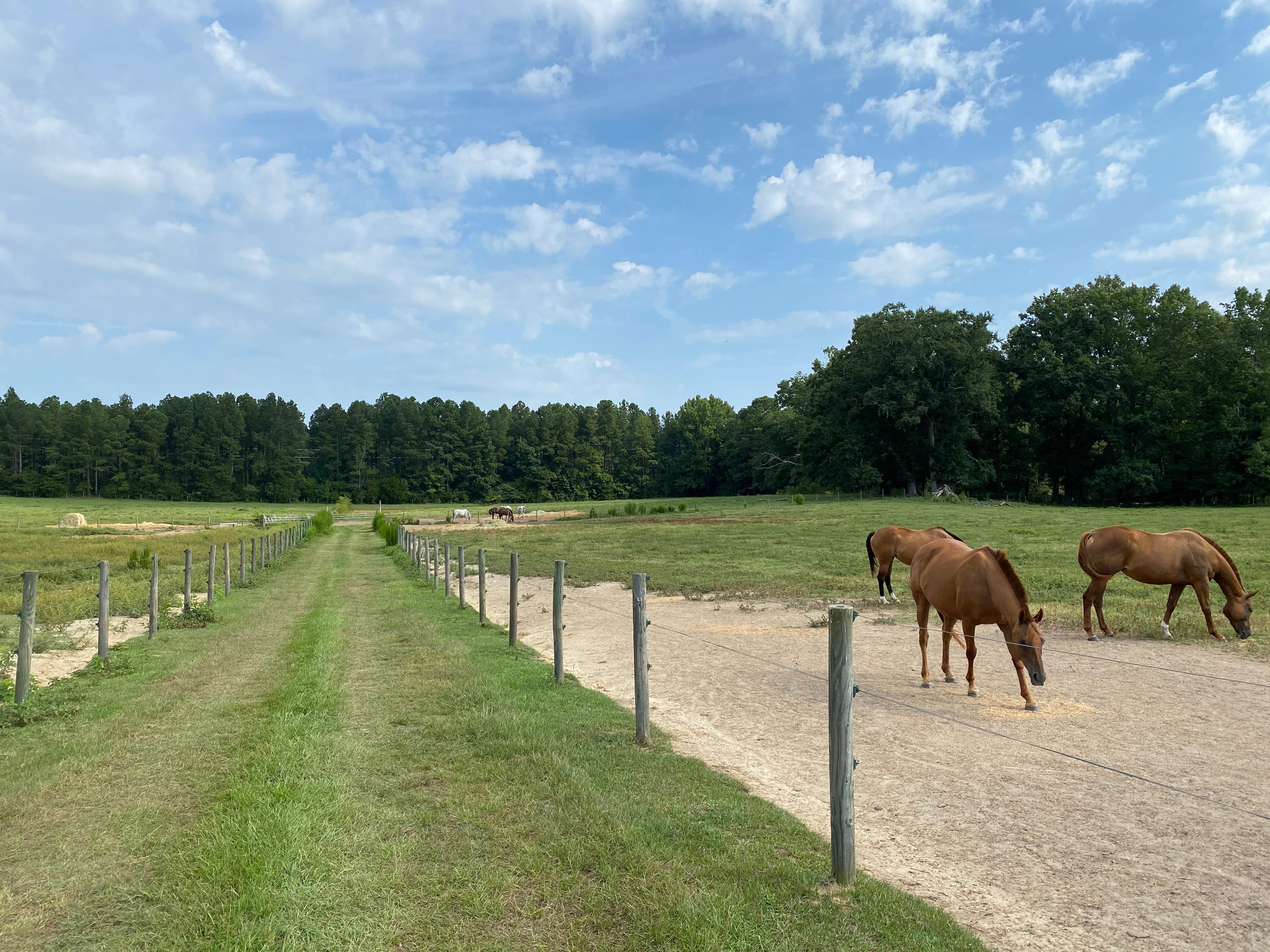 Ridge Spring, Saluda County, SC Farms and Ranches, Horse Property for