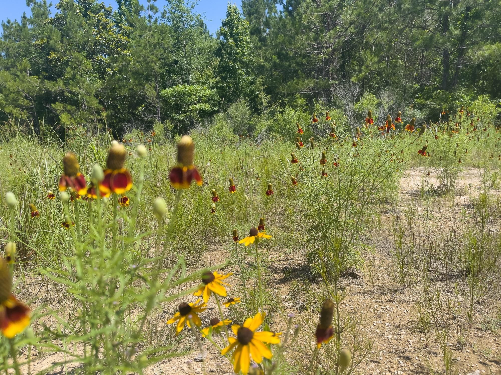 21.14 acres in Woodville, TX, 75979 LandWatch