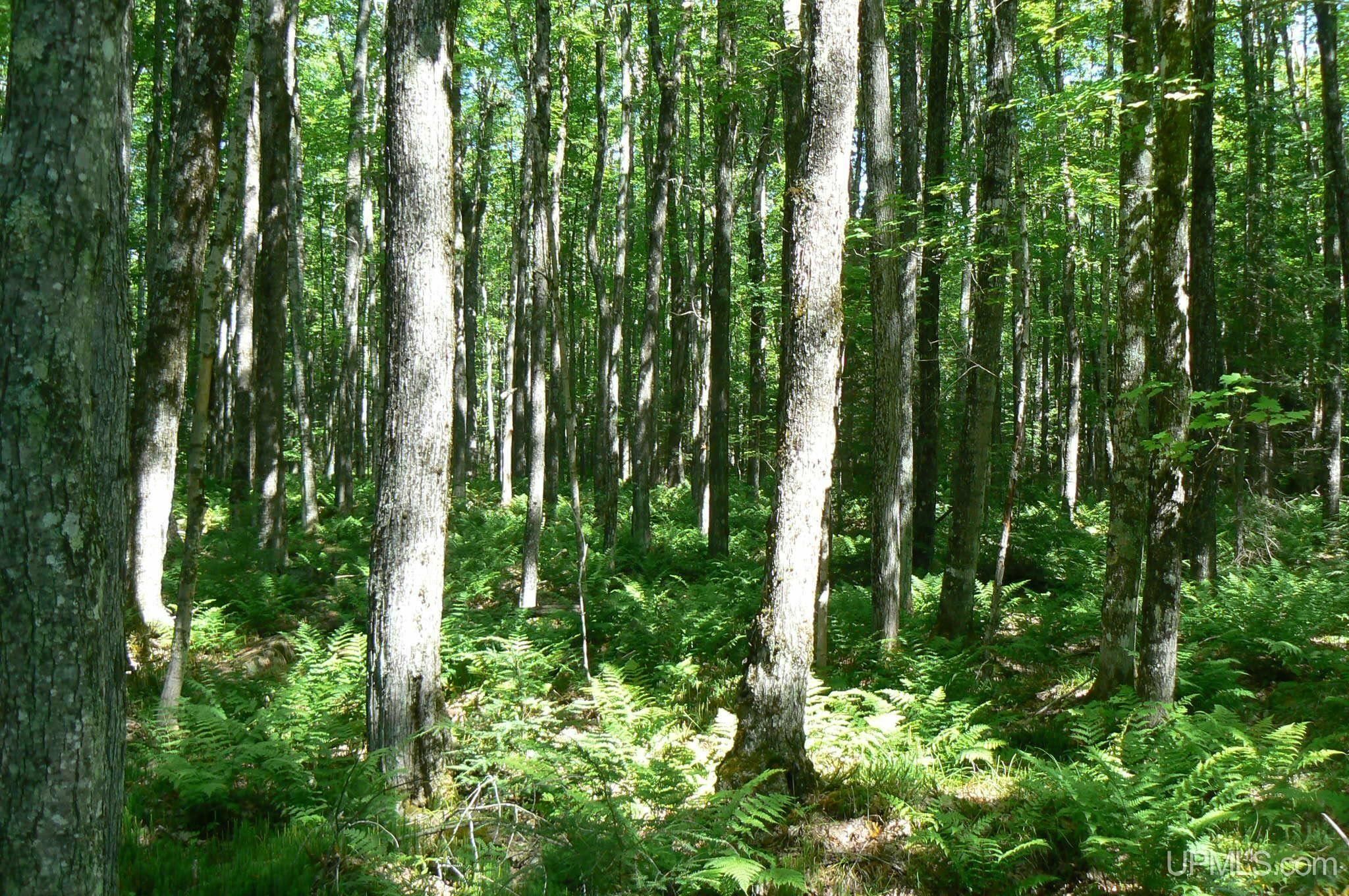 Deerton, Alger County, MI Undeveloped Land for sale Property ID