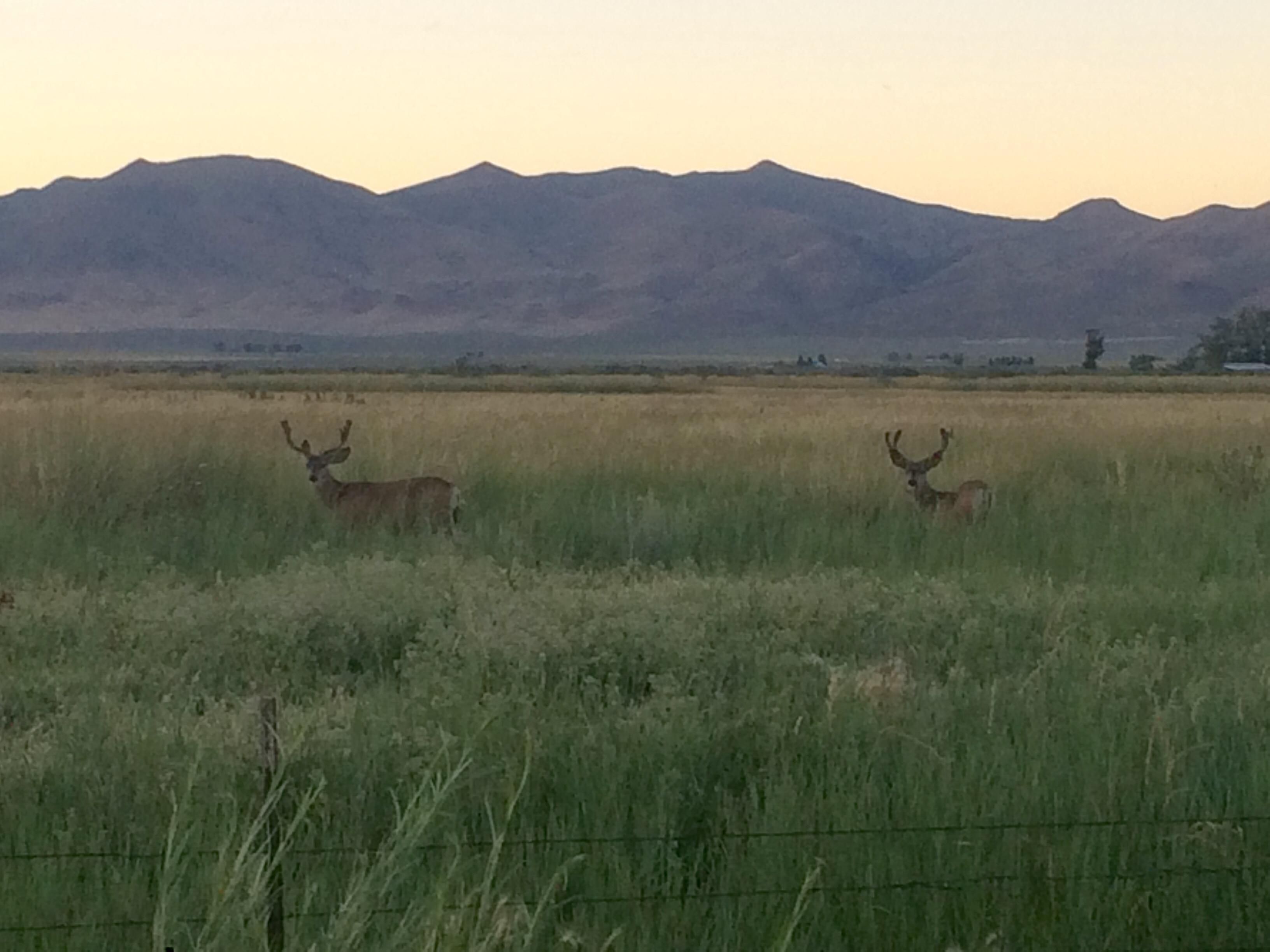 12420 Sperry Lane, Paradise Valley, NV 89426 LandWatch