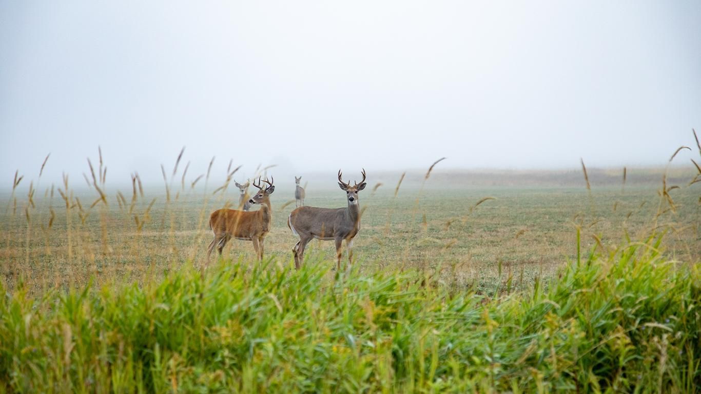 1,736 acres in Potomac, MT, 59823 LandWatch