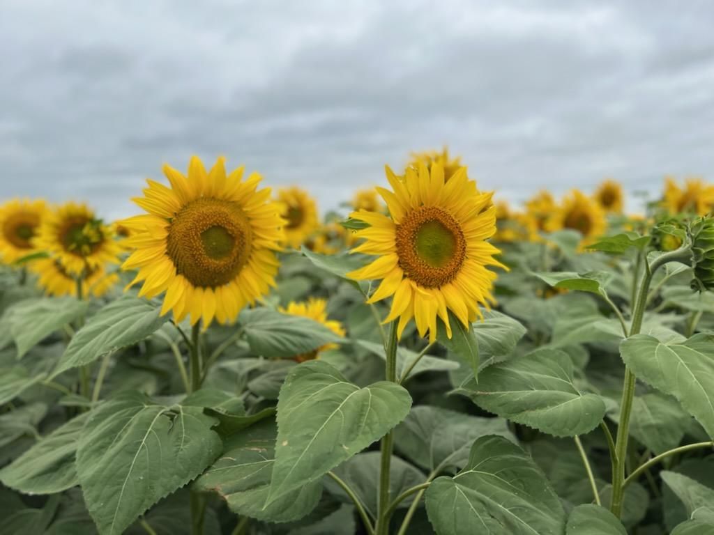 Crookston, Polk County, MN Farms and Ranches for auction Property ID