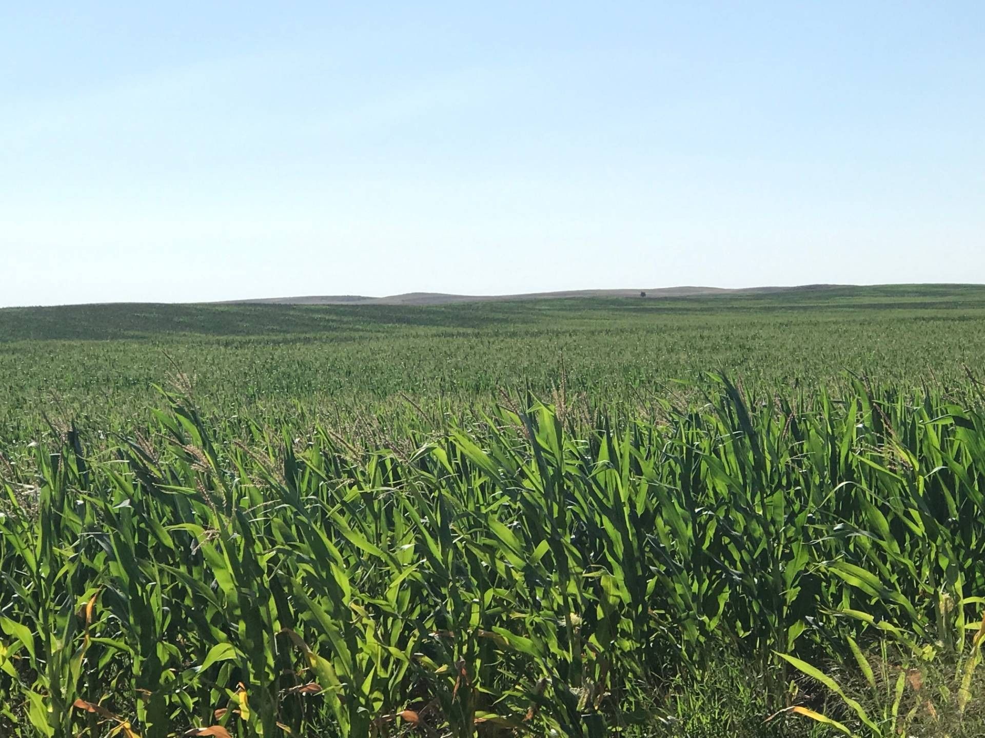 Elsie, Perkins County, NE Undeveloped Land for sale Property ID