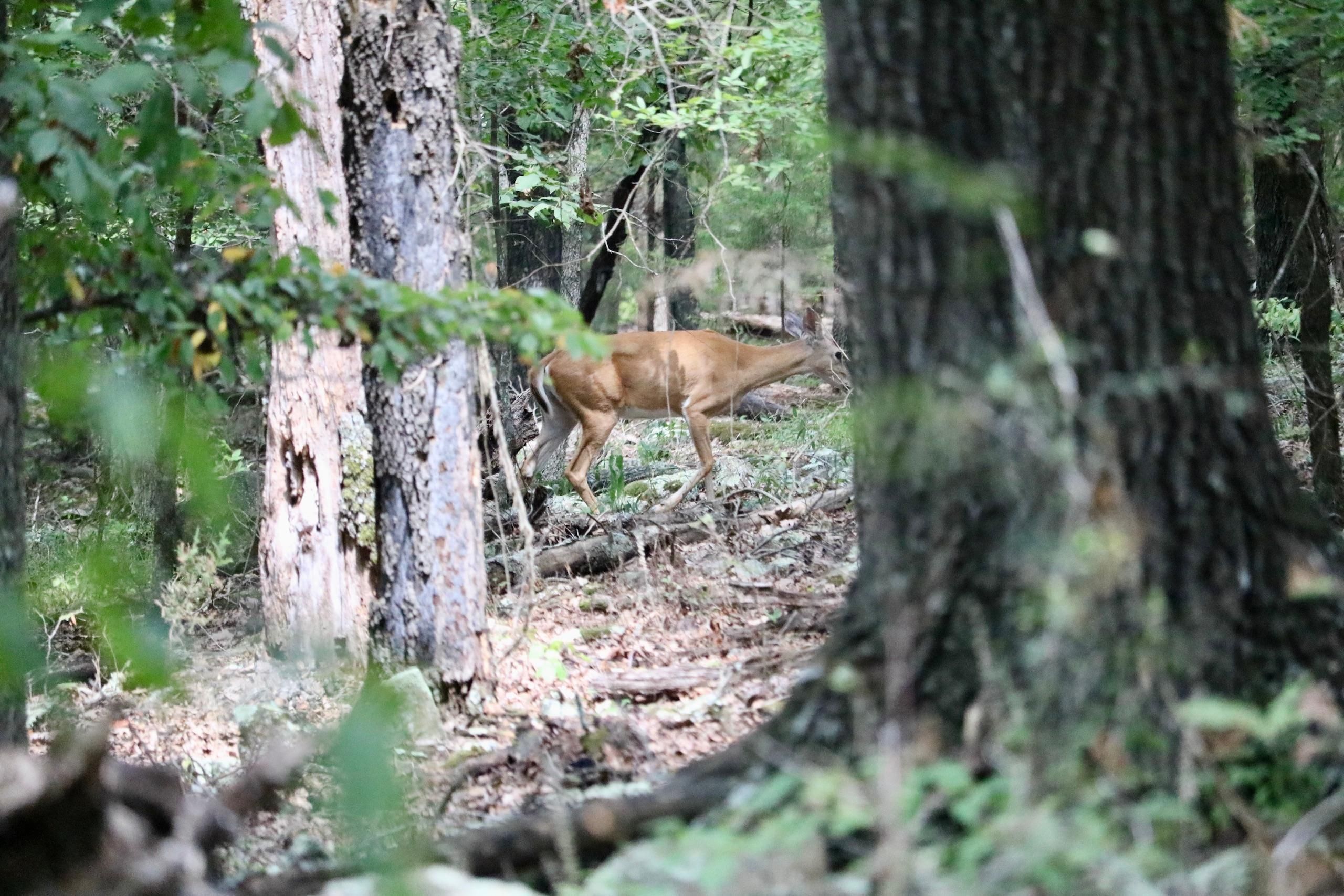Fayetteville, Washington County, AR Recreational Property, Timberland