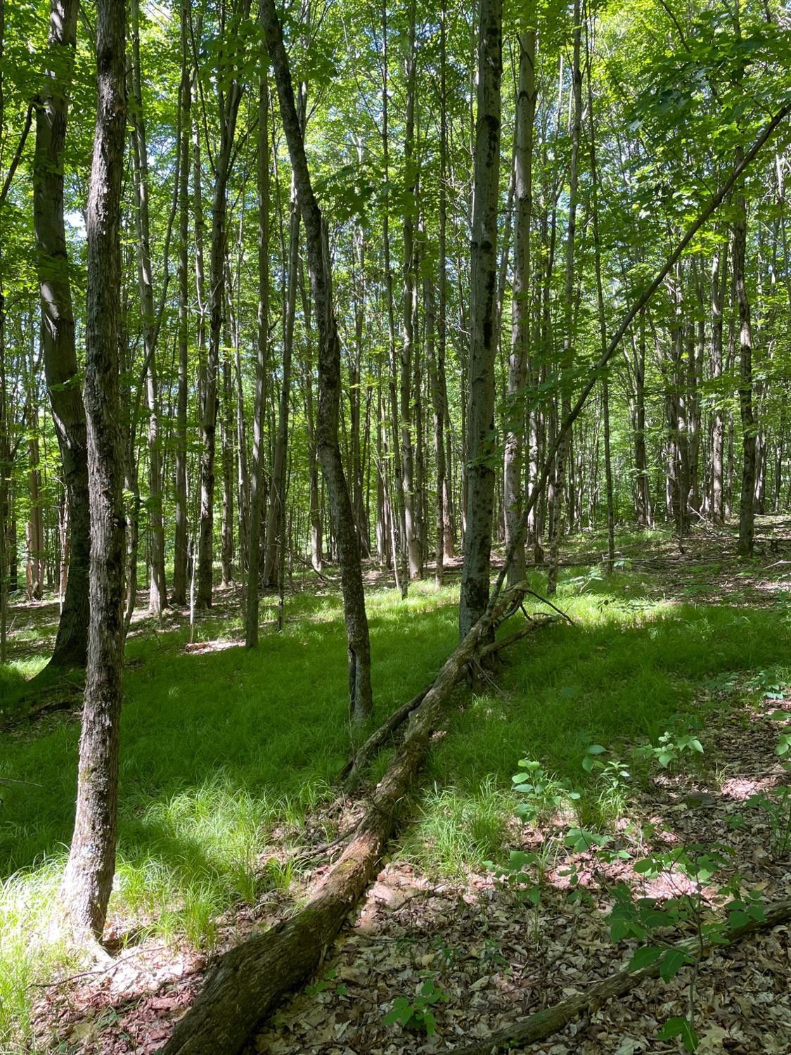 Stamford, Delaware County, NY Undeveloped Land for sale Property ID