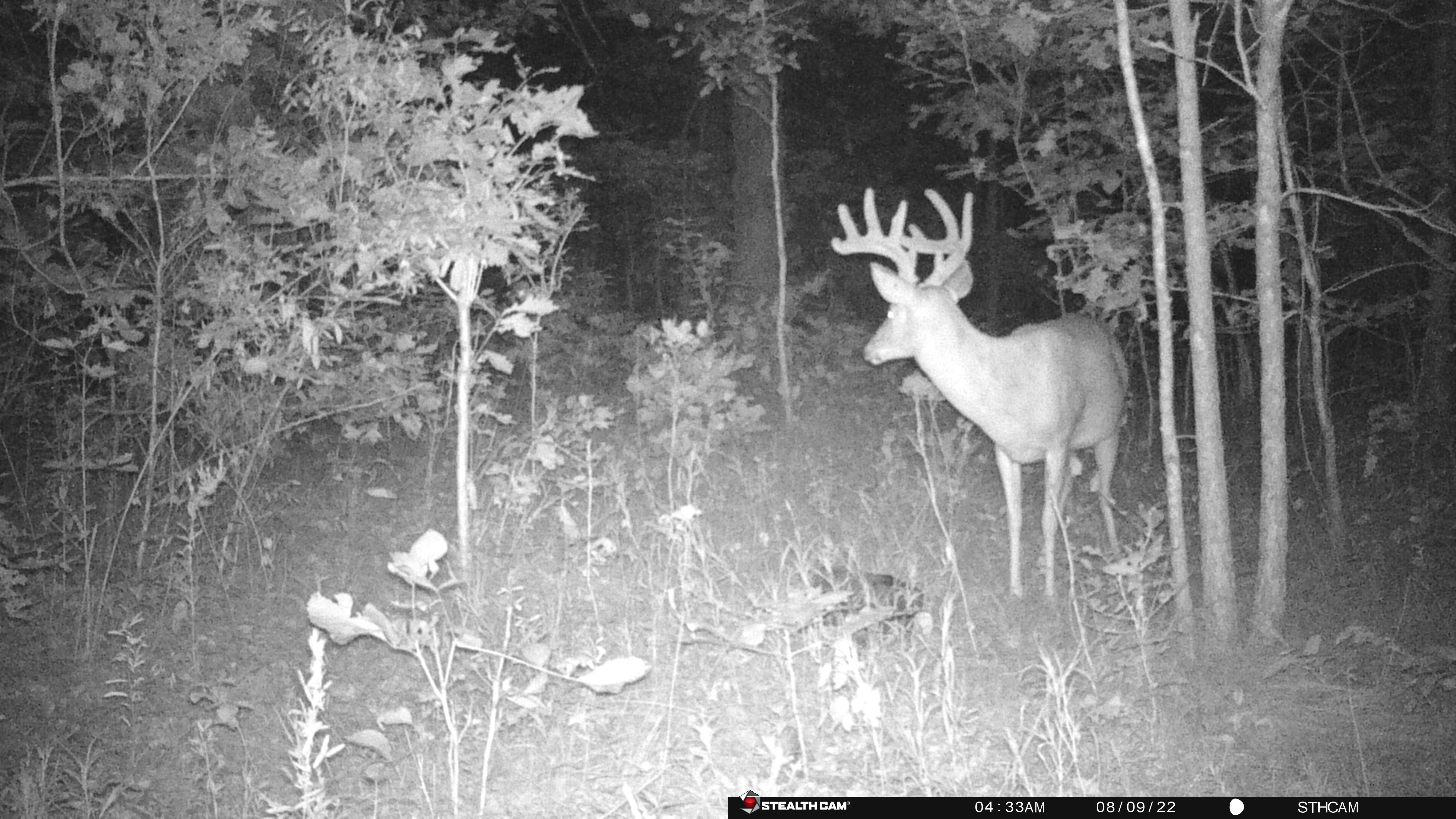 Higbee, Randolph County, MO Recreational Property, Timberland Property