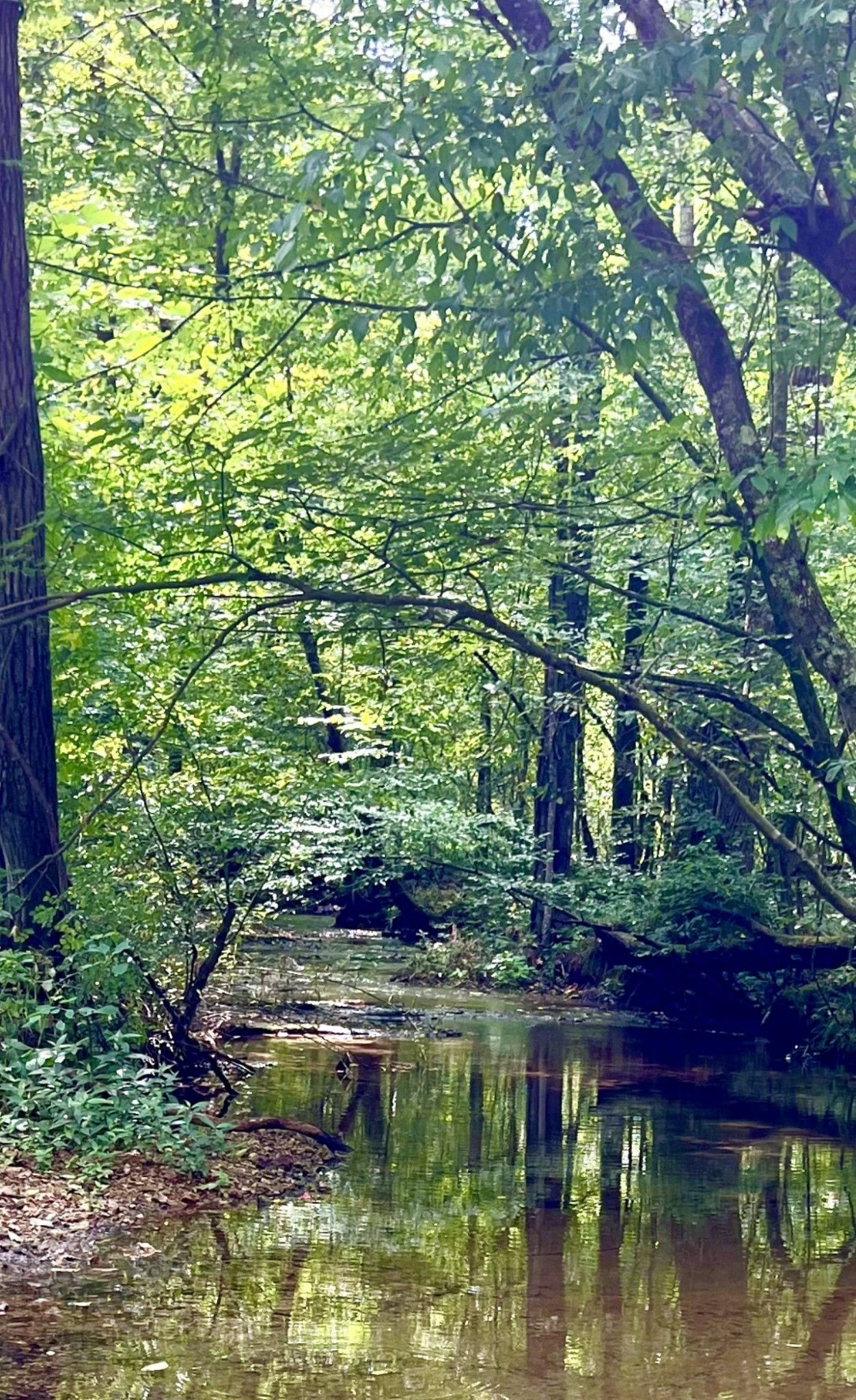 Summertown, Lawrence County, TN Undeveloped Land, Homesites for sale