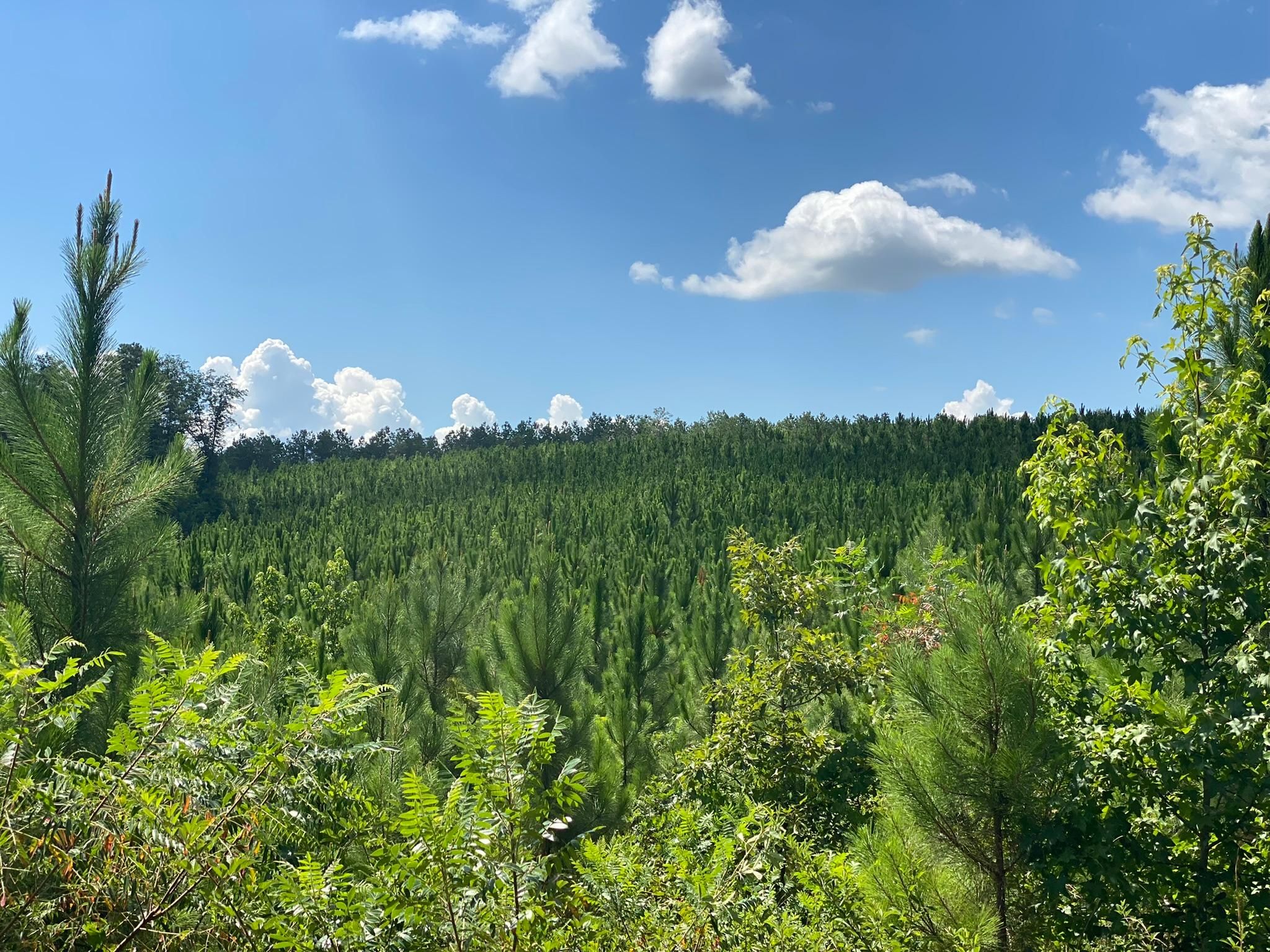 Fort Gaines, Clay County, GA Recreational Property, Timberland Property