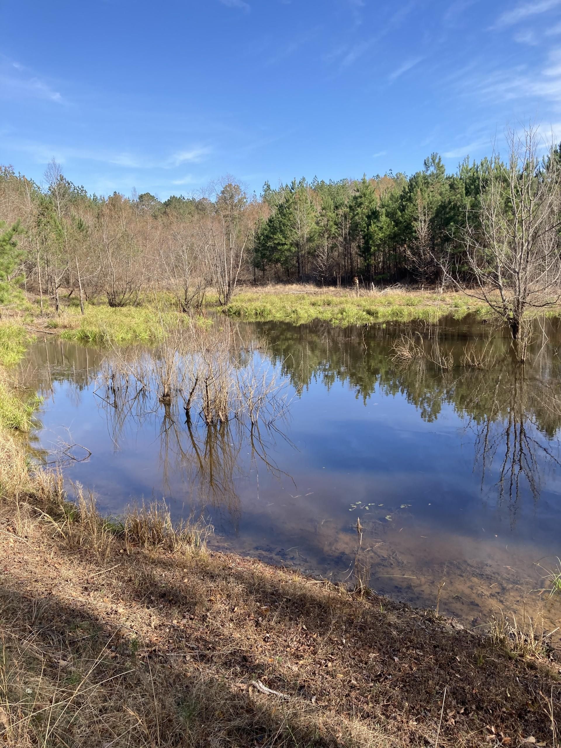 40 acres in AL, LandWatch