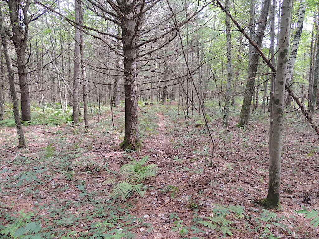 Knapp, Jackson County, WI Undeveloped Land for sale Property ID 412957719 LandWatch
