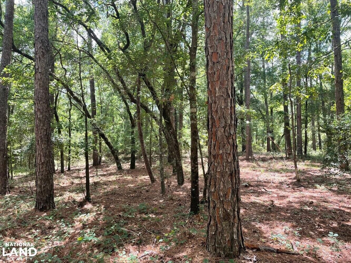 Dorchester, Dorchester County, SC Recreational Property, Hunting