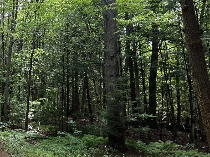 Antrim, Hillsborough County, NH Undeveloped Land, Homesites for sale