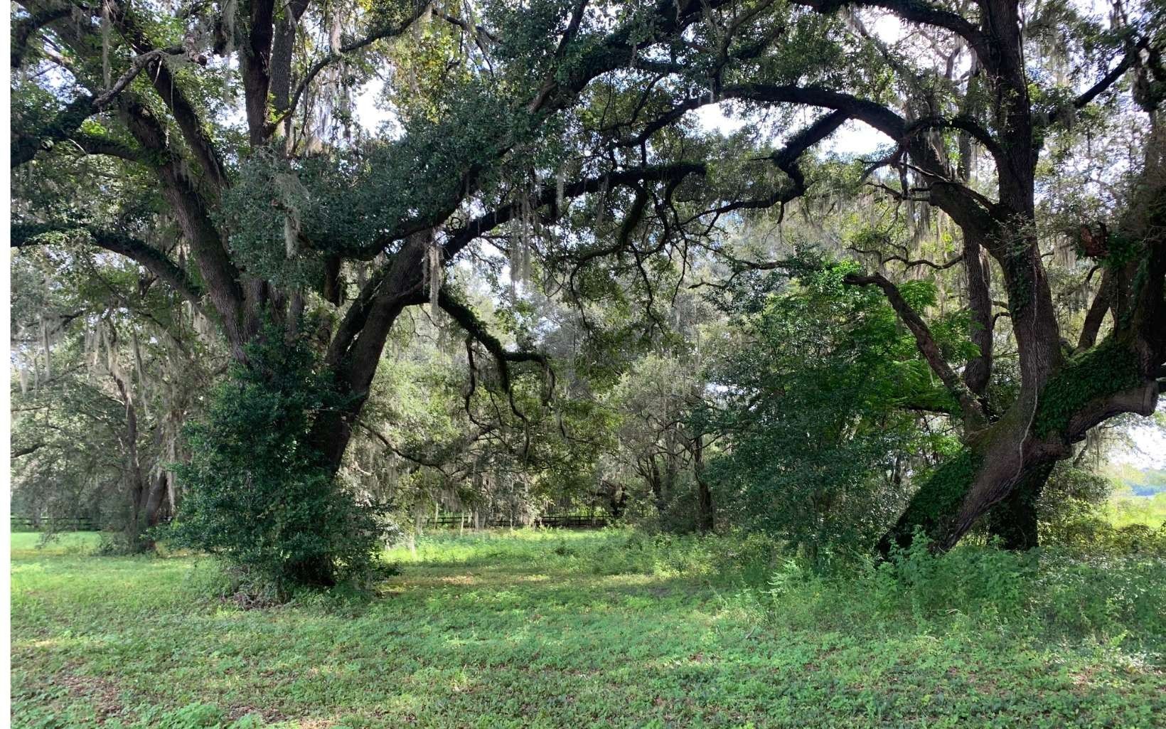 Lake City, Columbia County, FL Undeveloped Land, Lakefront Property