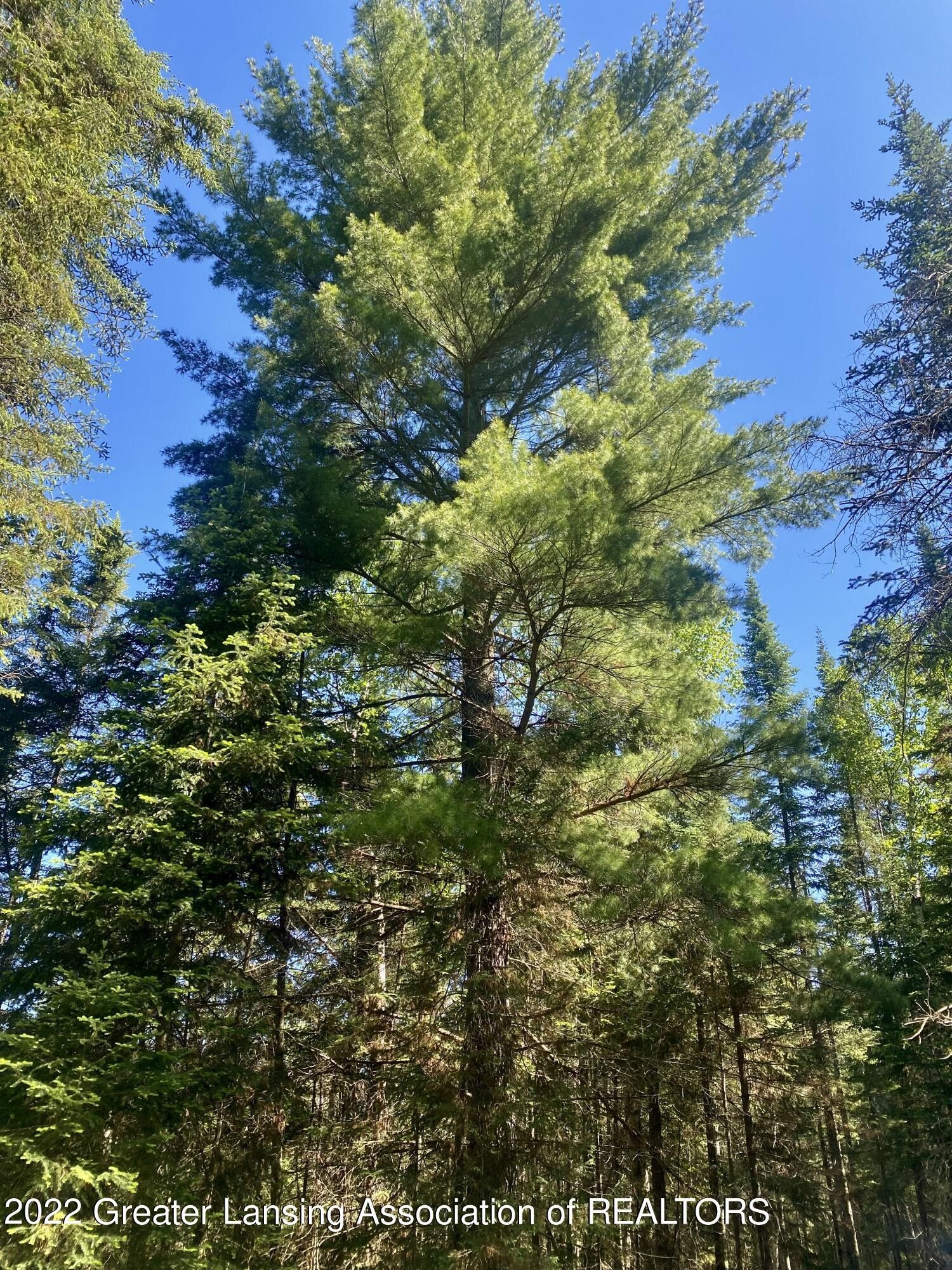 Saint Helen, County, MI Undeveloped Land for sale Property ID