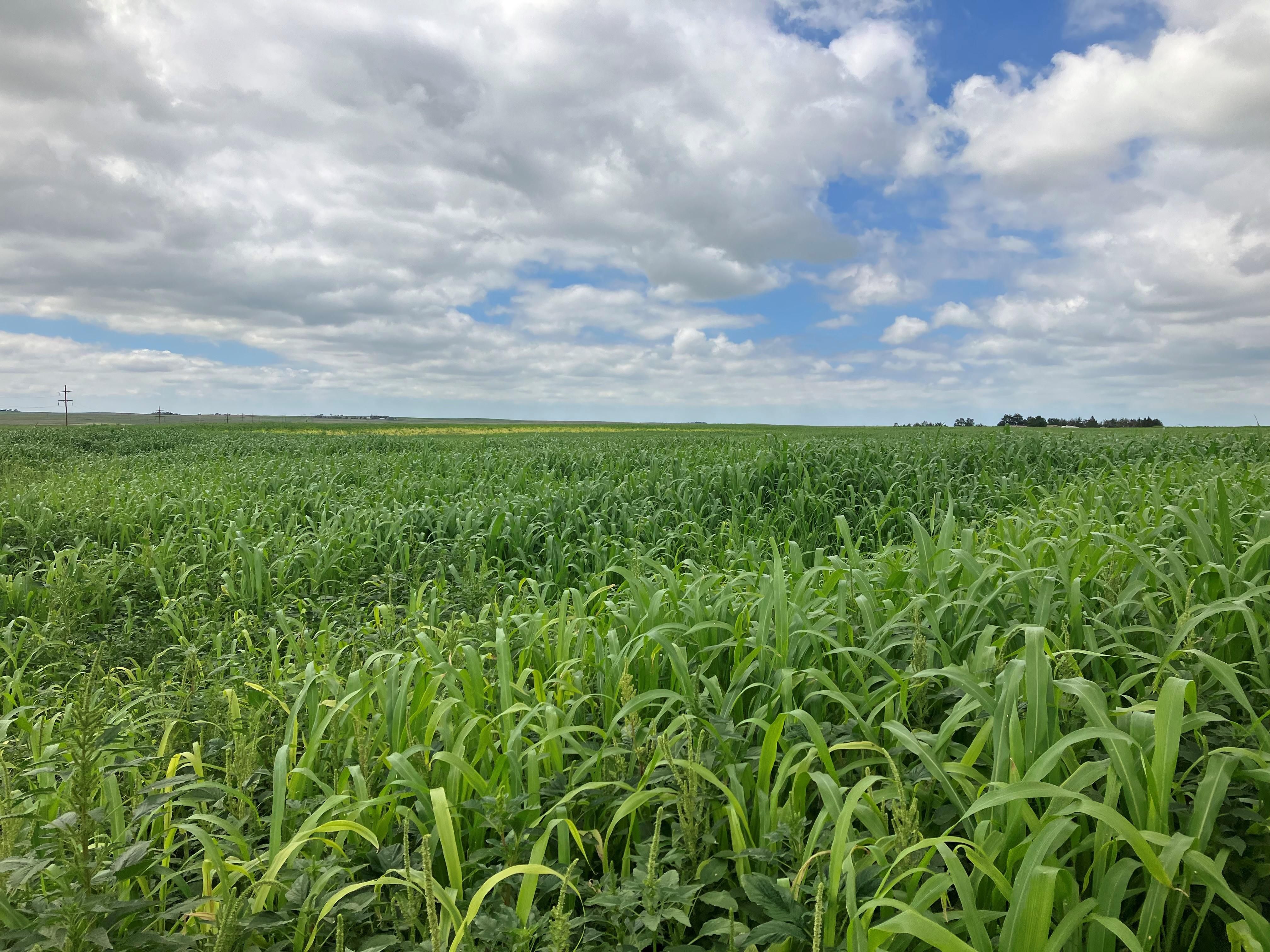 Benkelman, Dundy County, NE Farms and Ranches, Undeveloped Land for