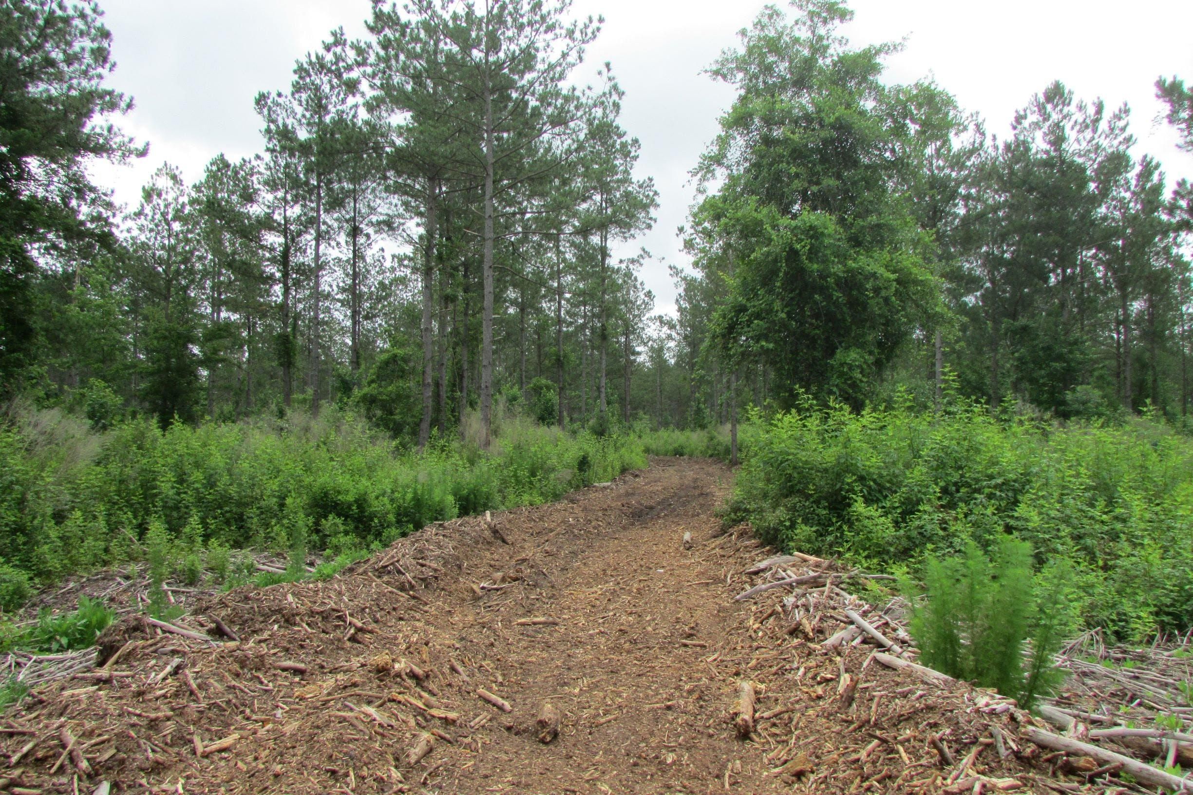 Mayesville, Sumter County, SC Recreational Property, Timberland