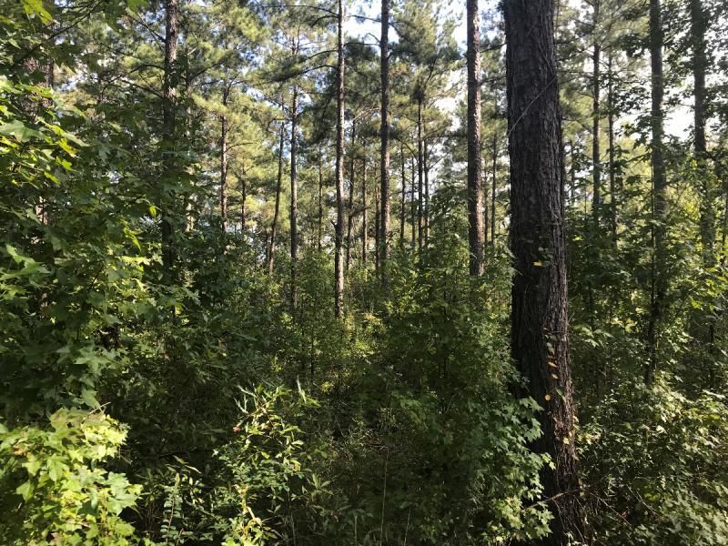 Hwy 51, Osyka, MS Osyka, MS, Osyka, MS 39657 LandWatch