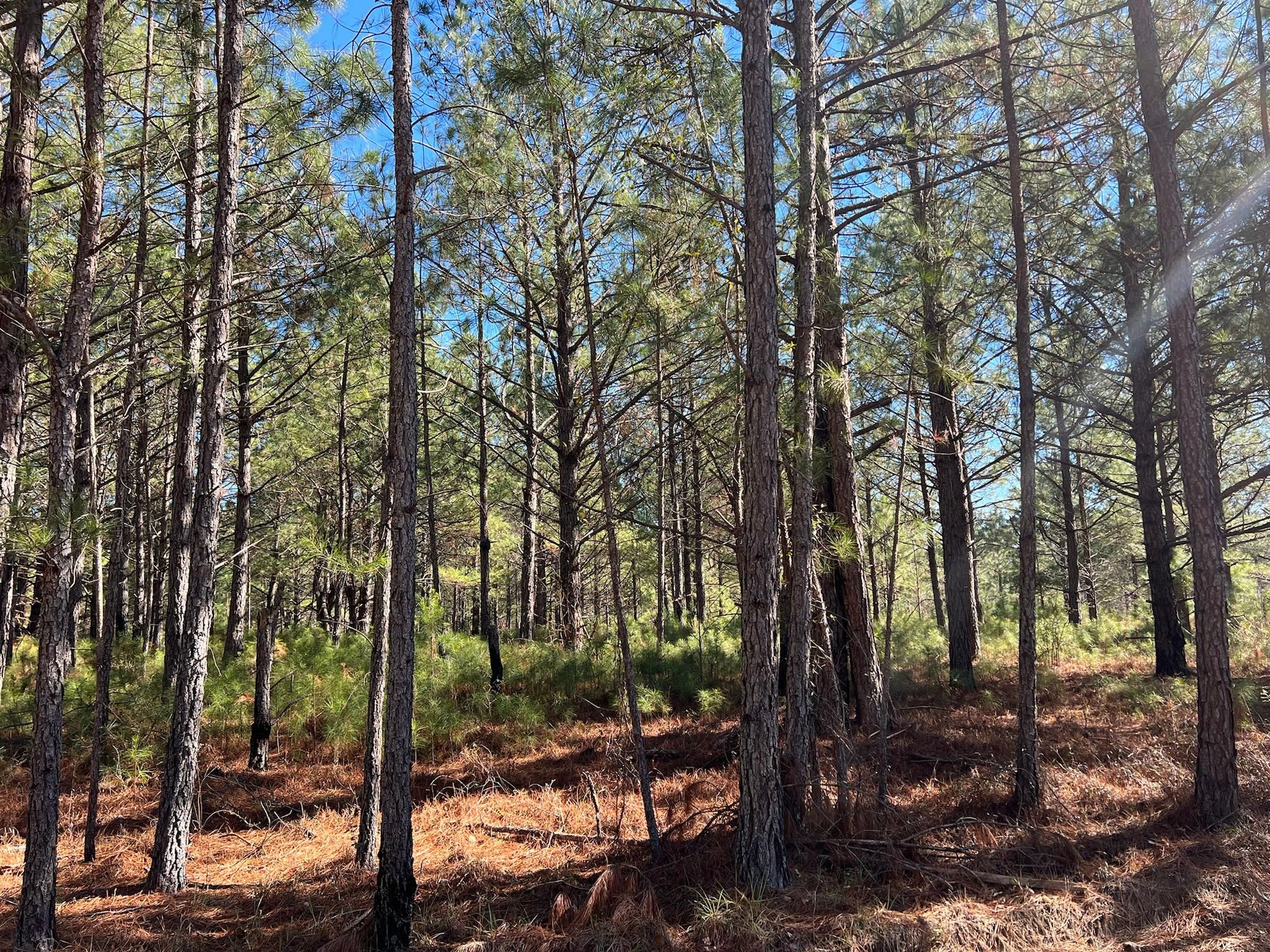 Wrightsville, Johnson County, GA Recreational Property, Timberland