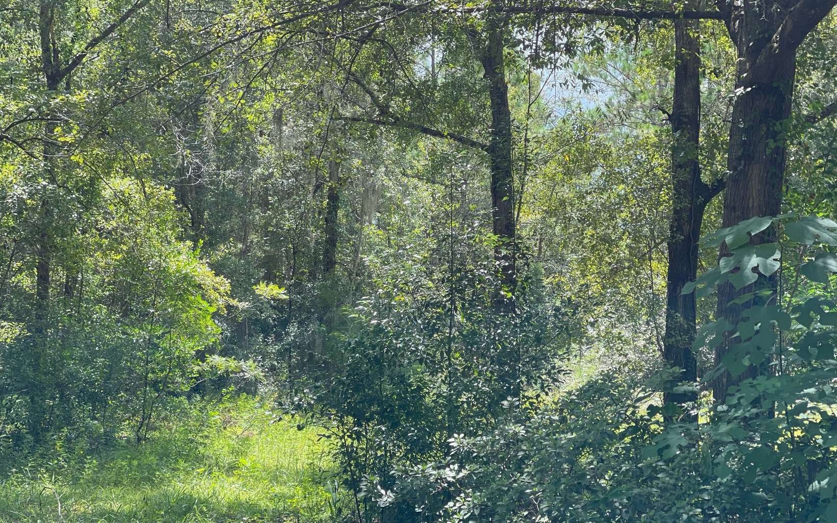 Gainesville, Alachua County, FL Undeveloped Land for sale Property ID