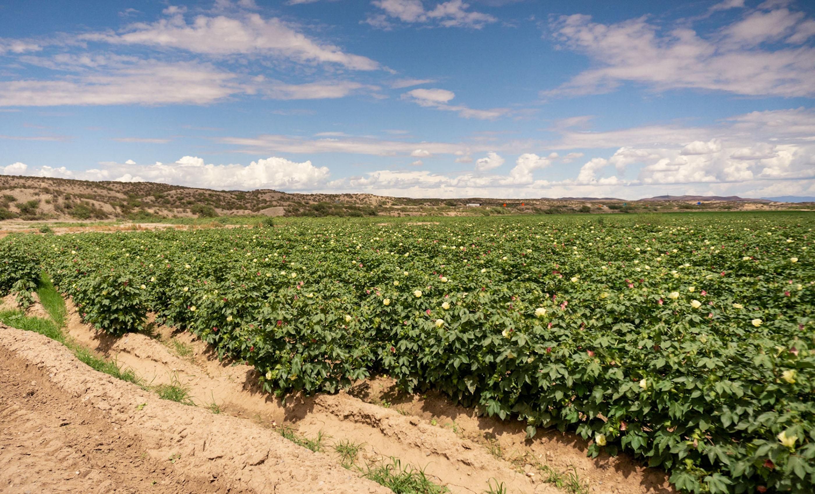 443.9 acres in Hatch, NM, 87937 LandWatch