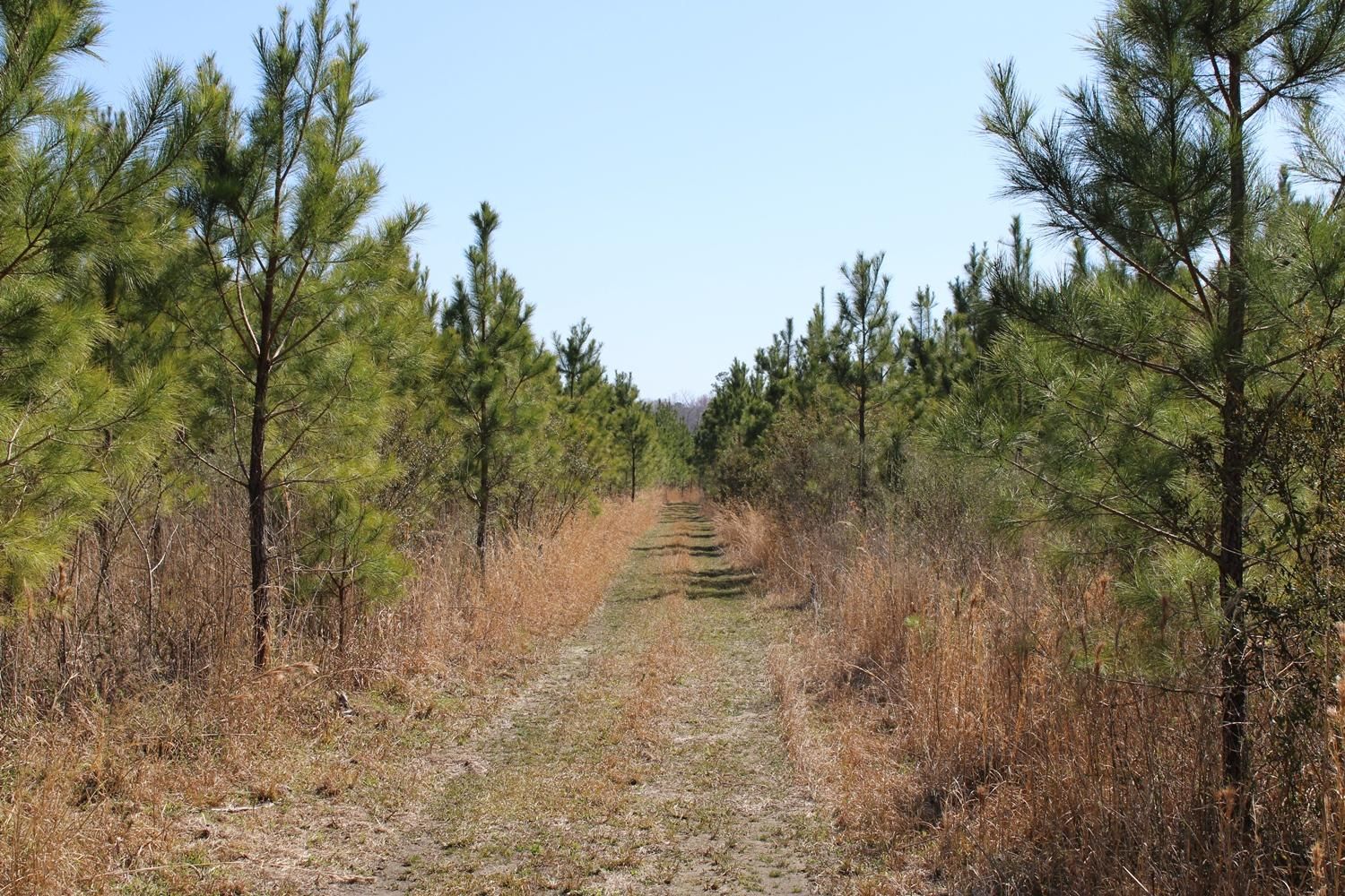 Loris, Horry County, SC Recreational Property, Timberland Property