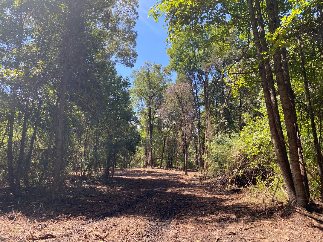 Marietta, Cass County, TX Recreational Property, Timberland Property