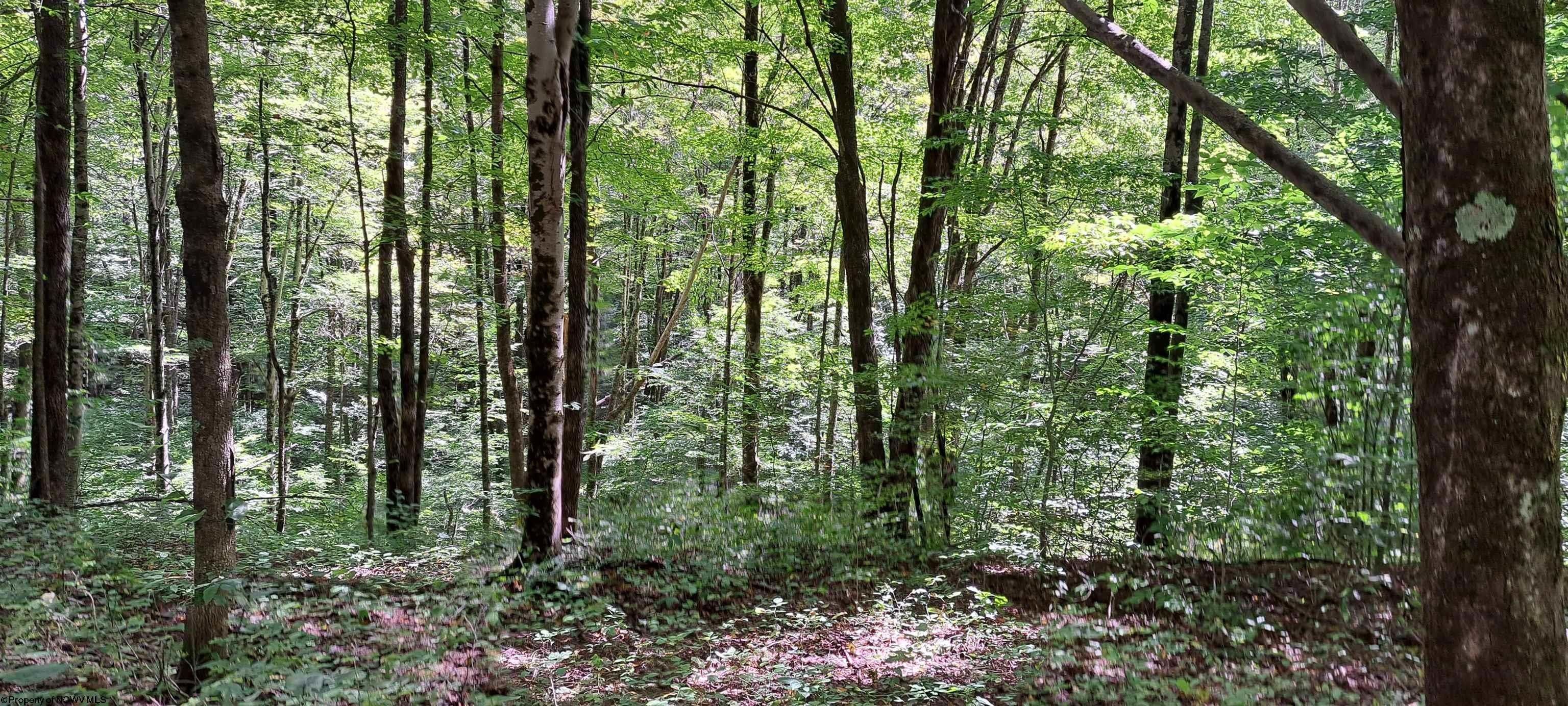 Belington, Barbour County, WV Undeveloped Land for sale Property ID