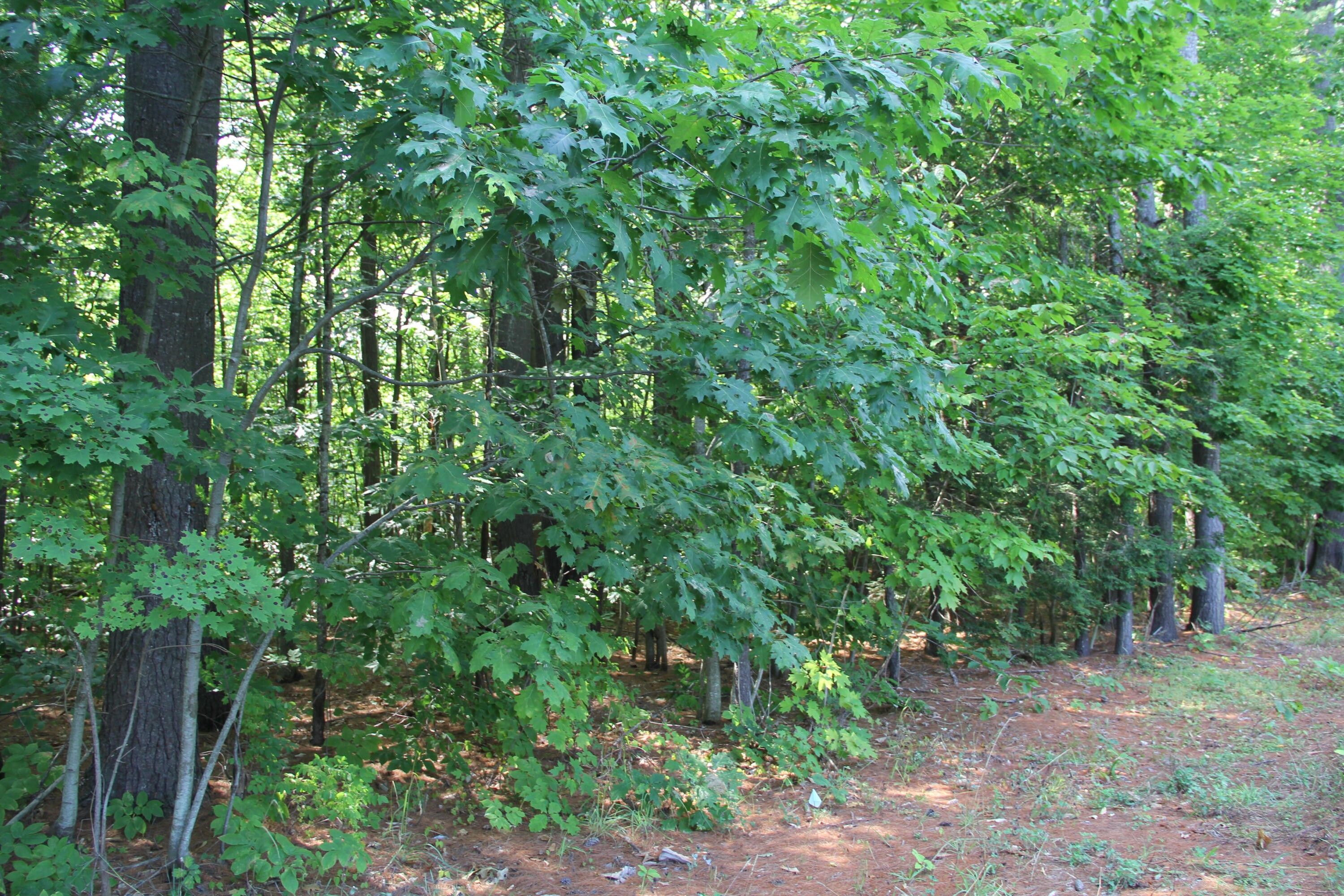 Skowhegan, Somerset County, ME Undeveloped Land, Homesites for sale Property ID 414700363