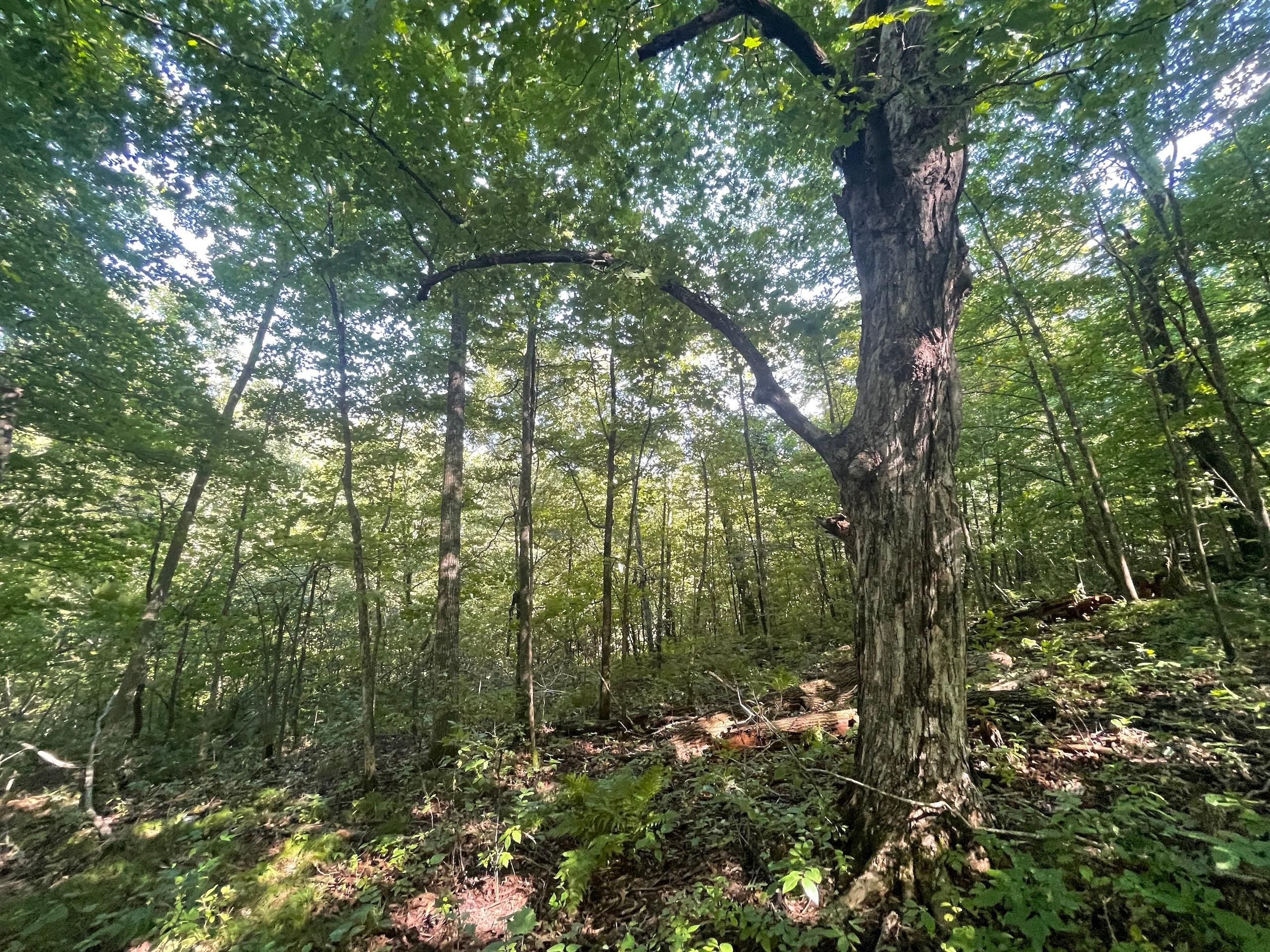 Knapp, Dunn County, WI Farms and Ranches, Hunting Property for sale