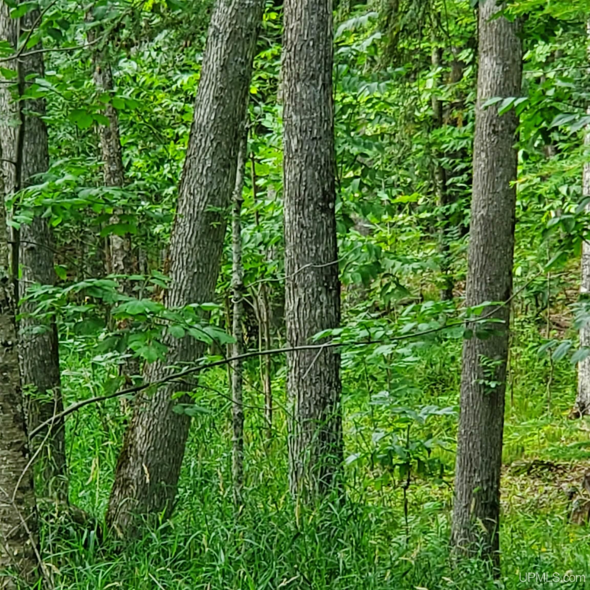 Skanee, Baraga County, MI Undeveloped Land for sale Property ID