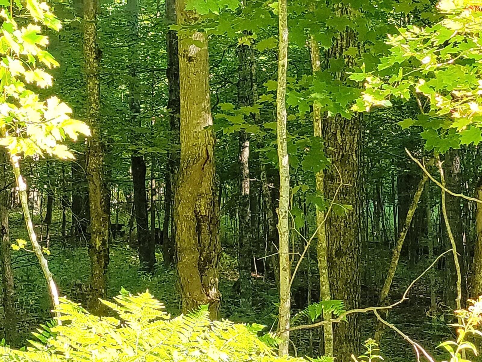 Pickford, Chippewa County, MI Undeveloped Land, Homesites for sale