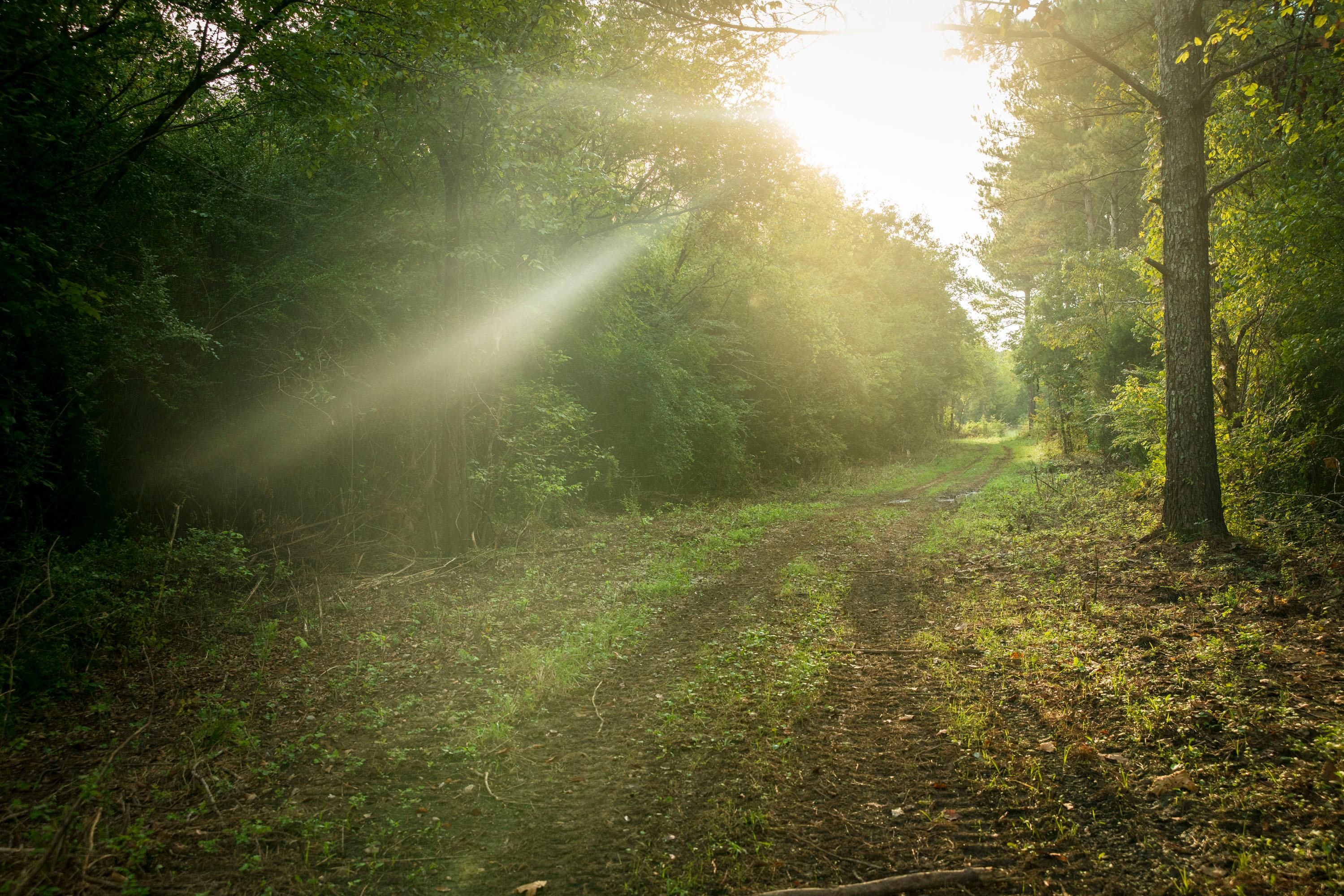 Youngtown, Lawrence County, AL Farms and Ranches, Recreational Property