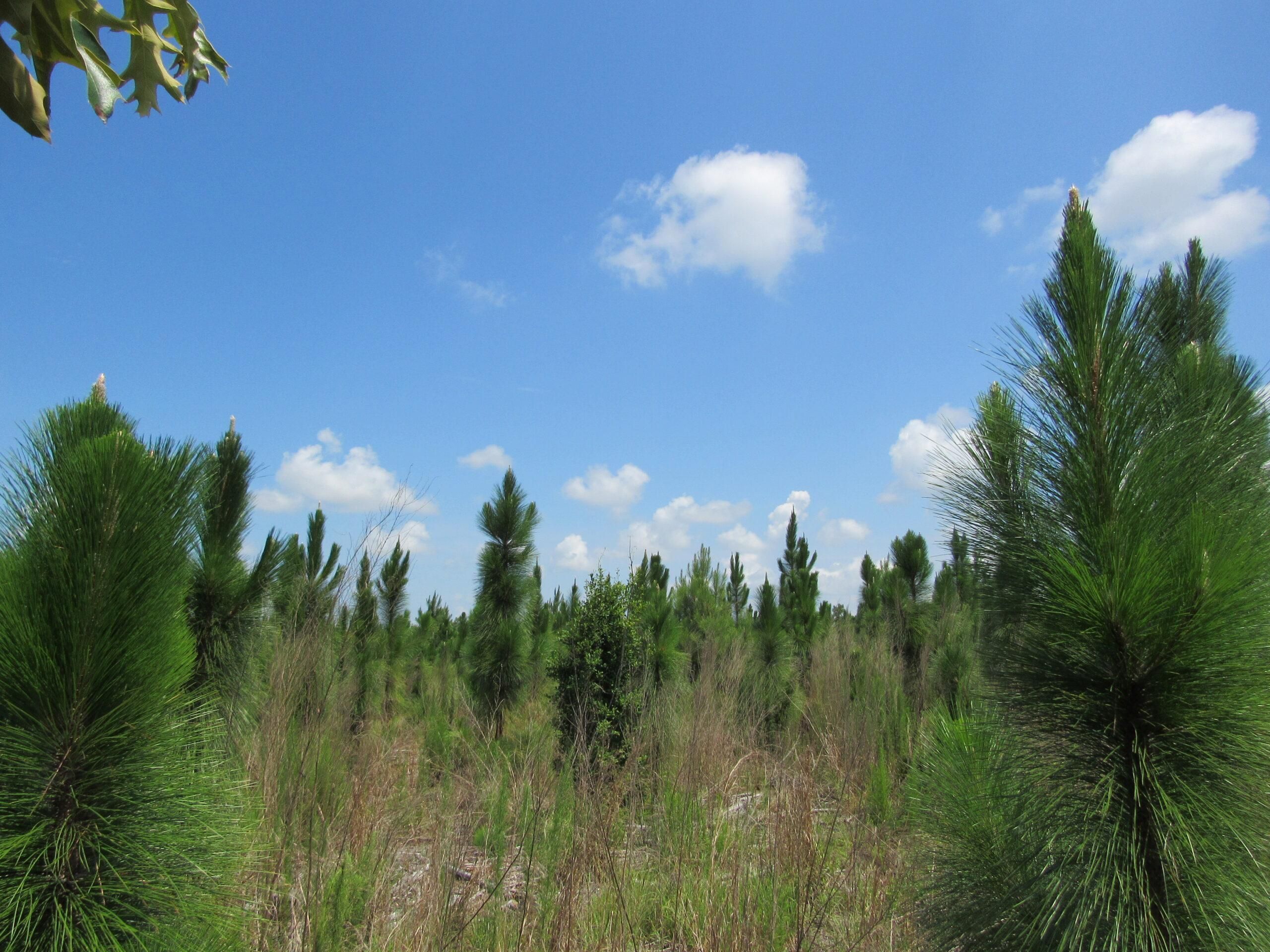 Aiken, Aiken County, SC Recreational Property, Timberland Property for